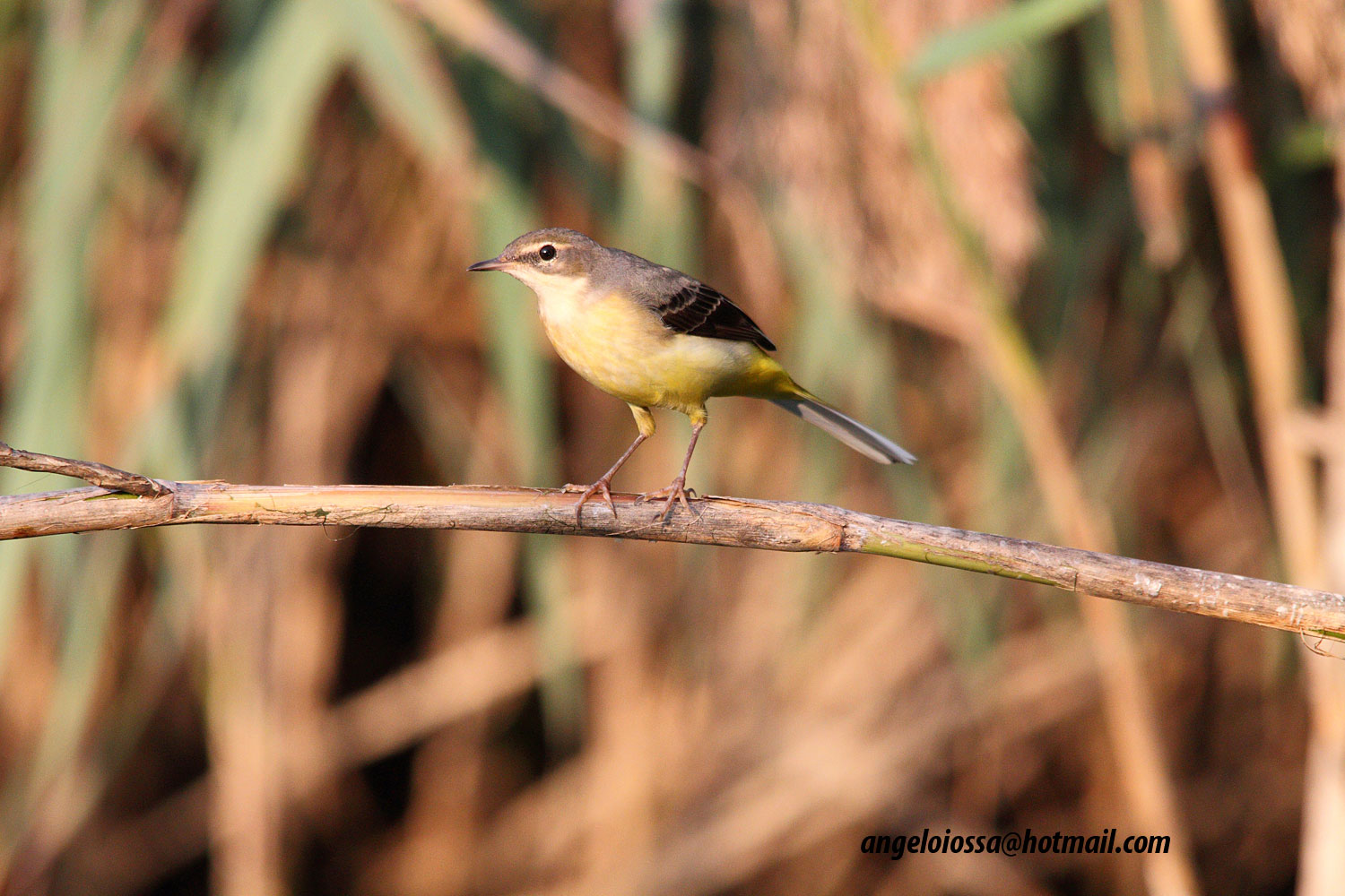 Yellow Wagtail