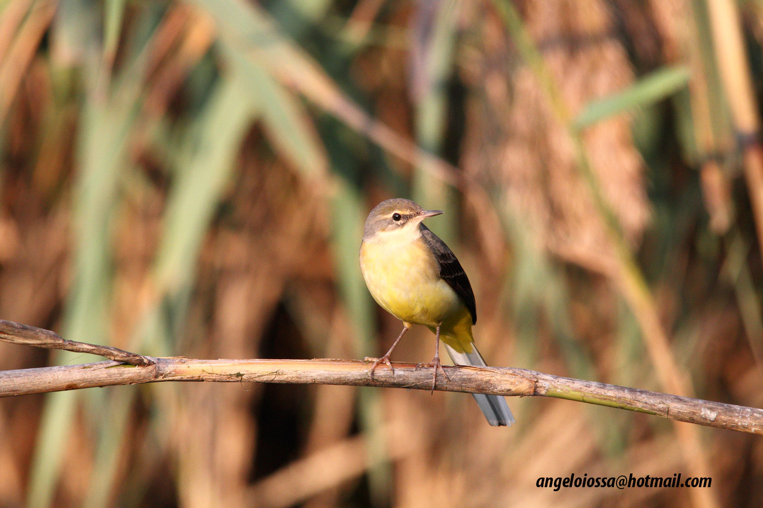 Yellow Wagtail