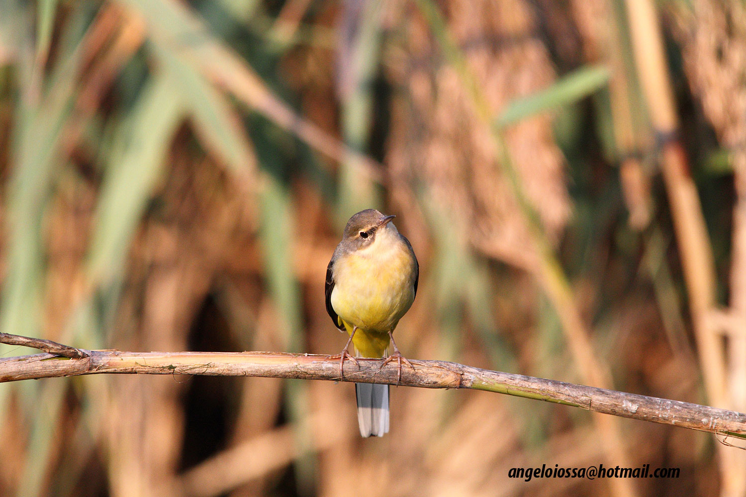 Yellow Wagtail