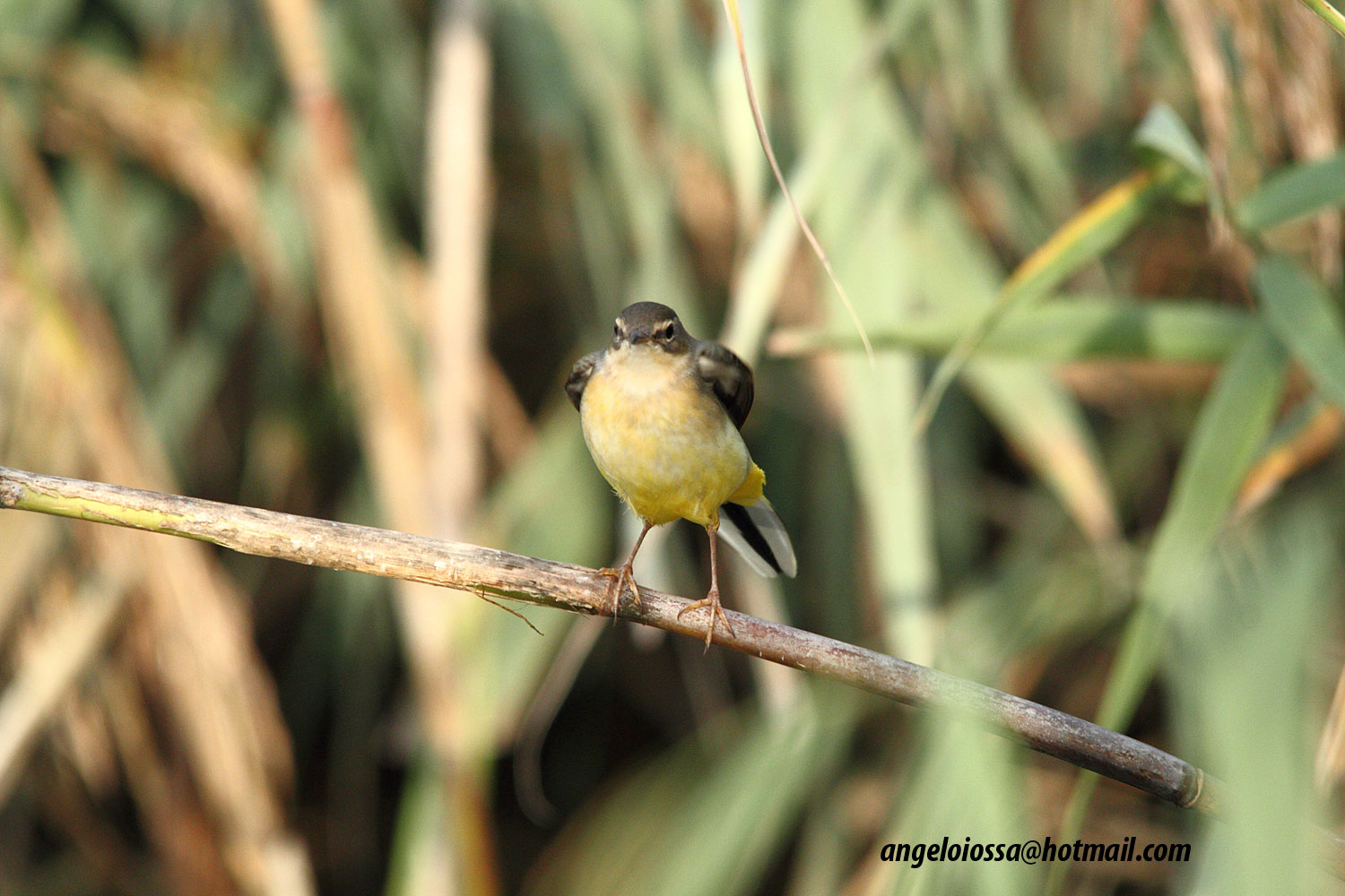 Yellow Wagtail
