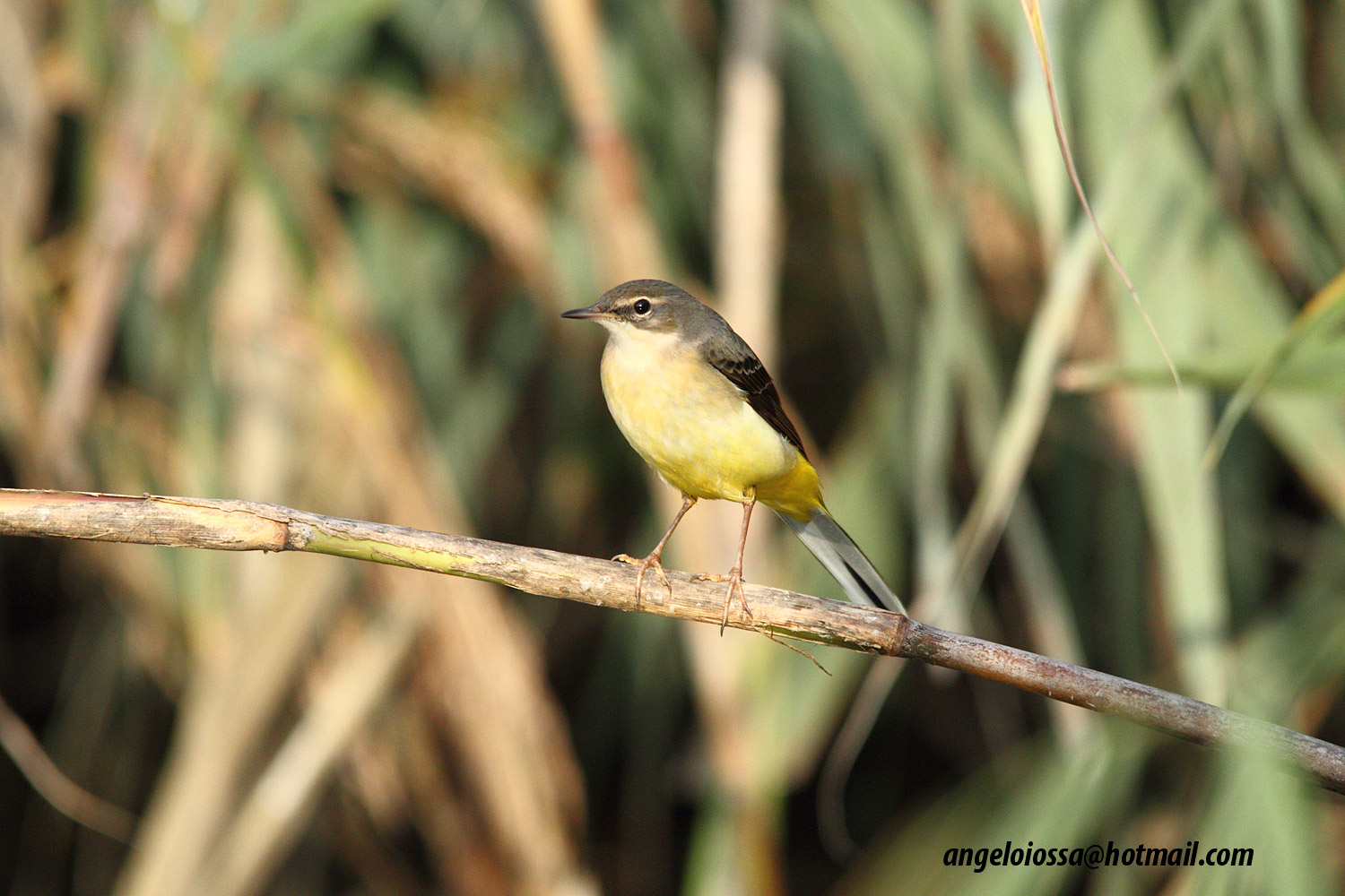 Yellow Wagtail