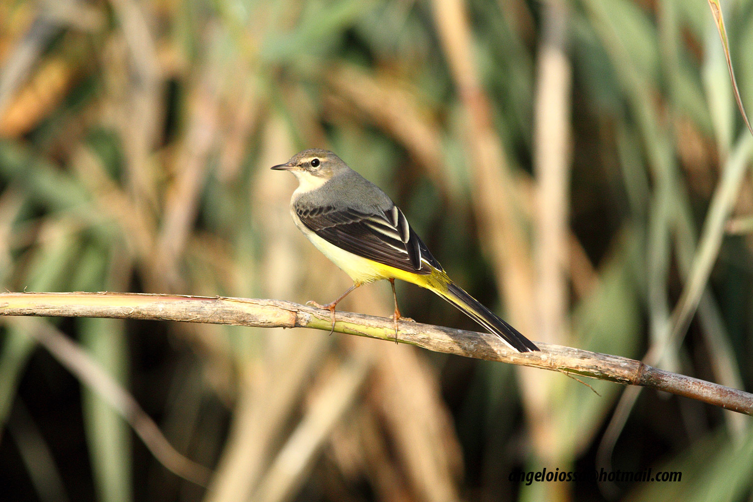 Yellow Wagtail