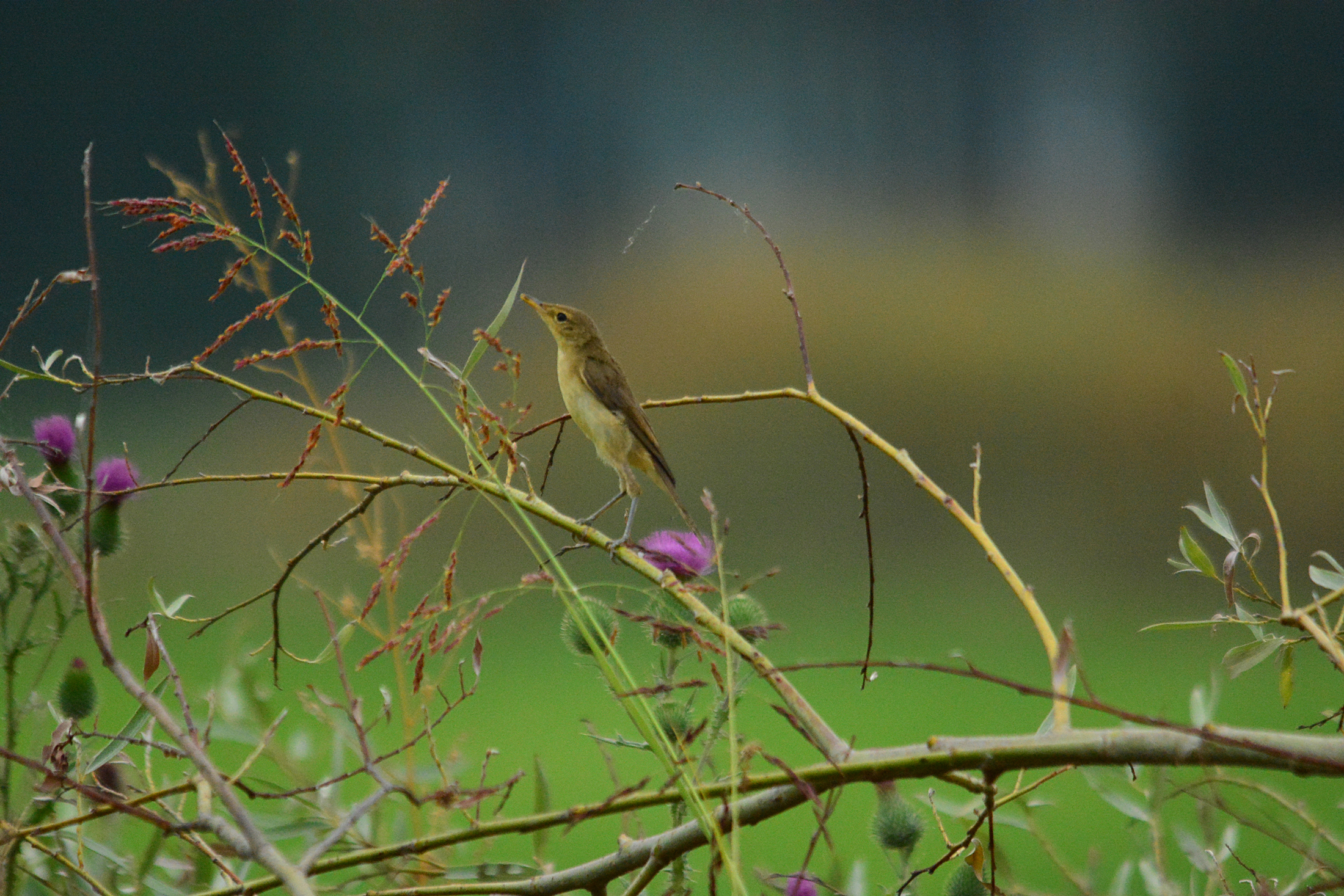 canapino sotto la pioggia