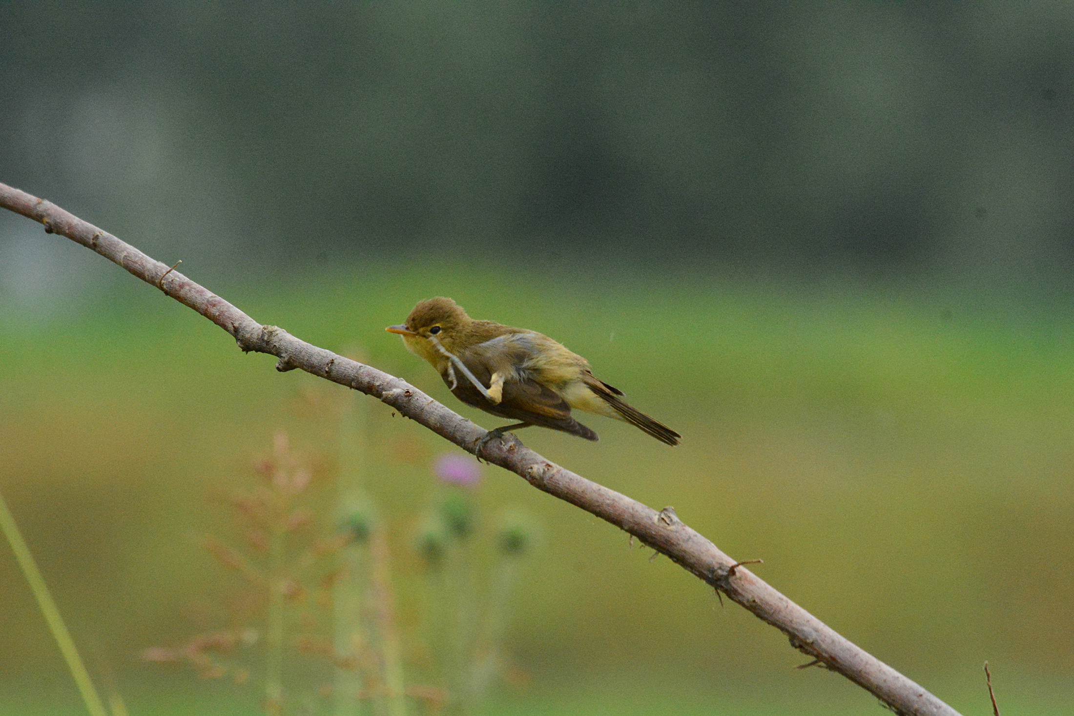 canapino sotto la pioggia