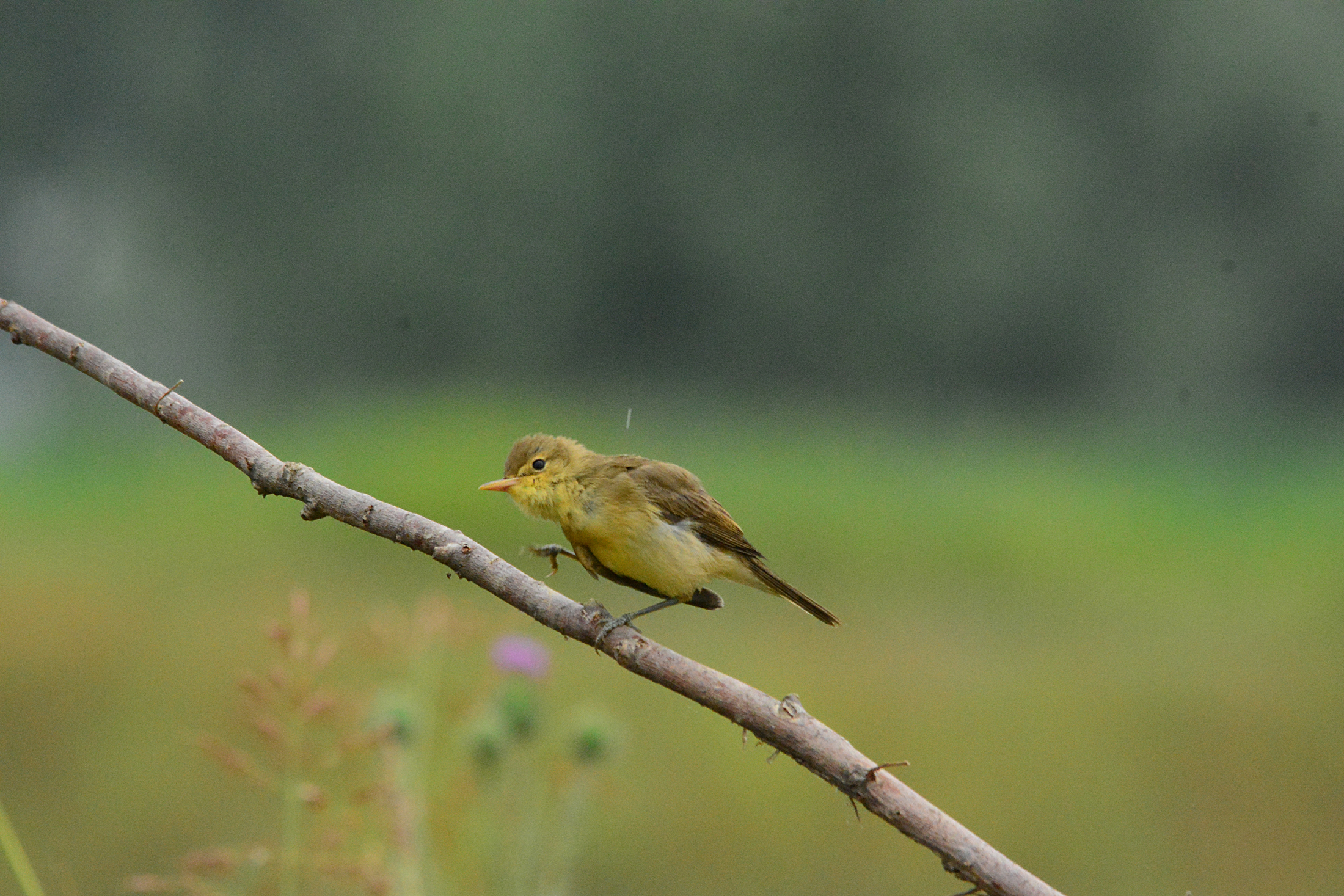 canapino sotto la pioggia