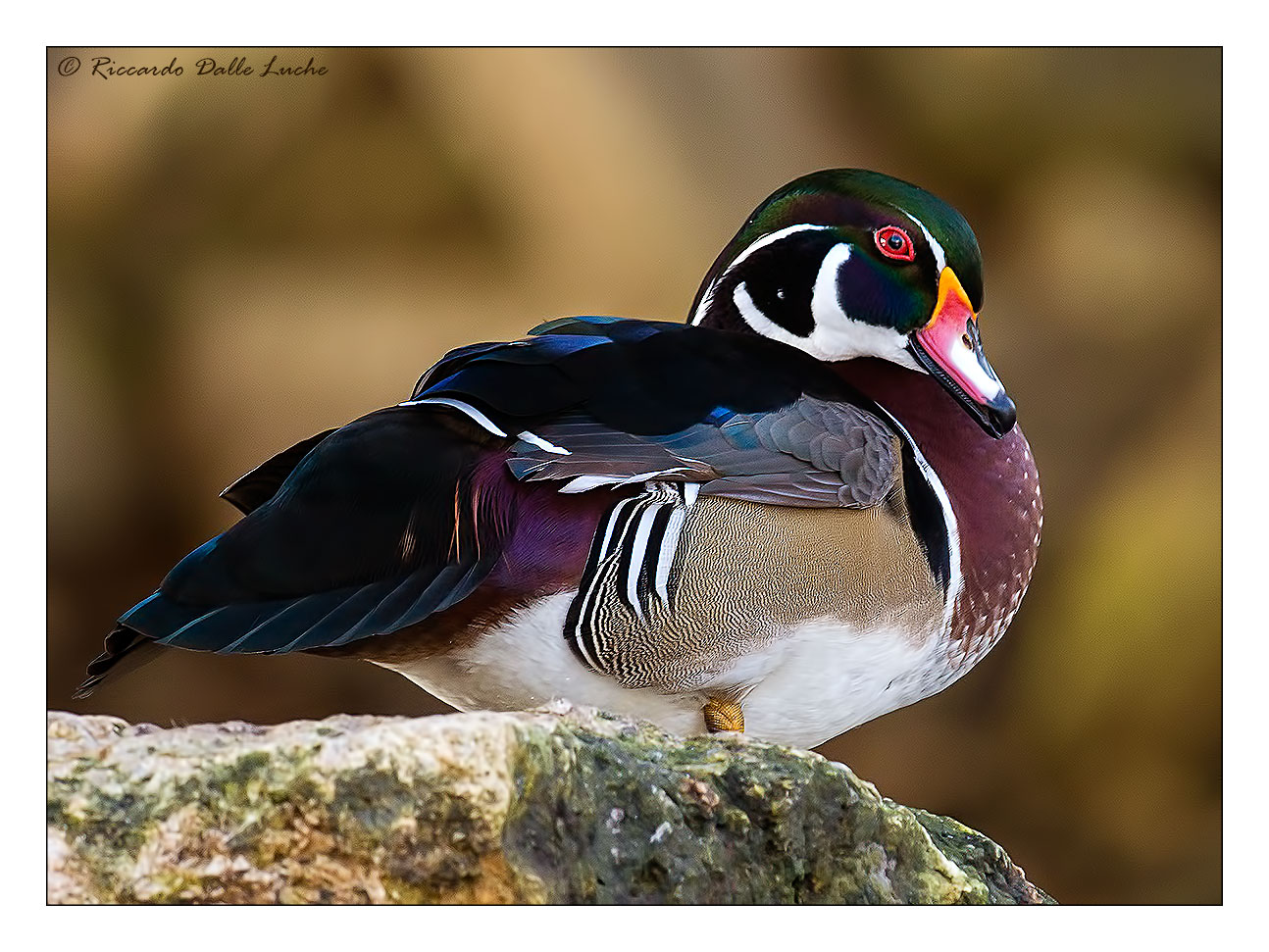 Wood Duck (Aix sponsa)