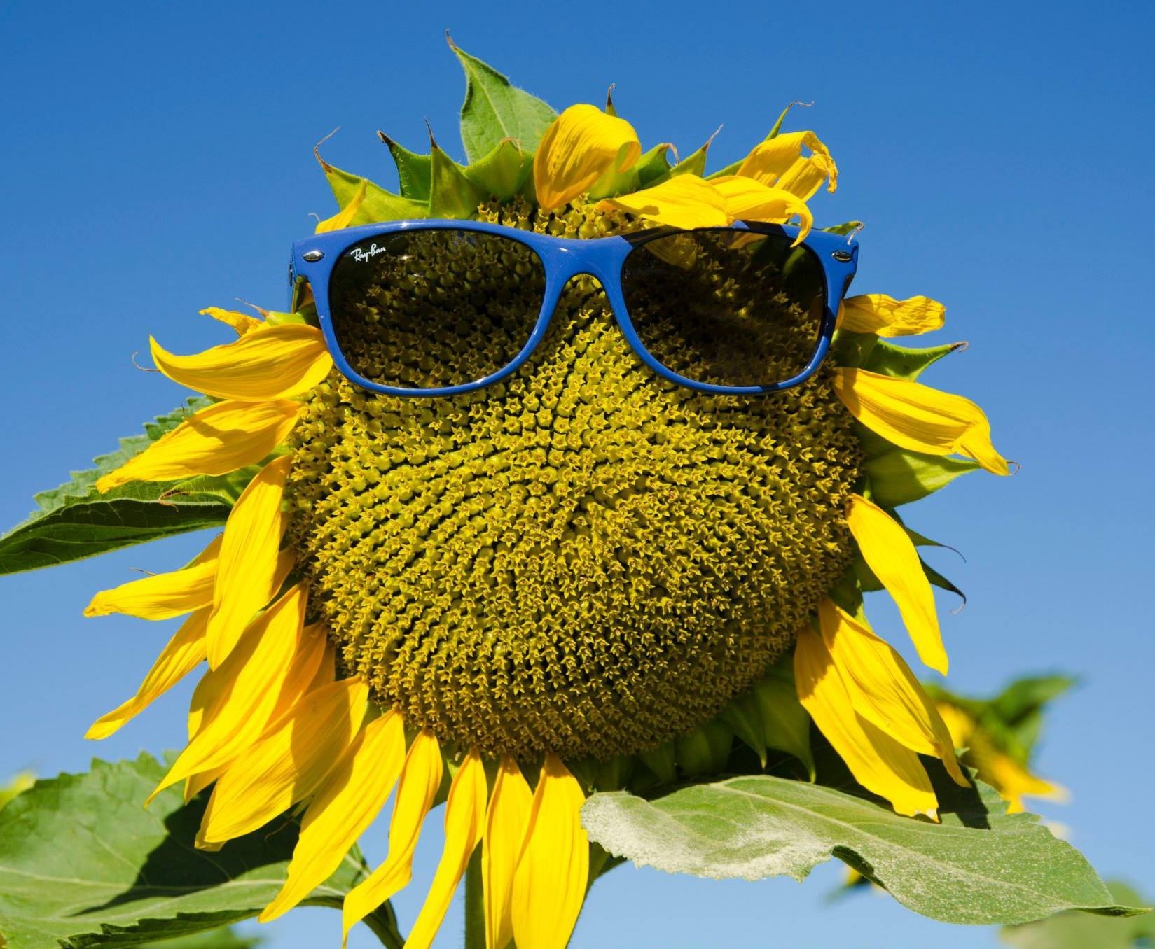 Occhiali da girasole