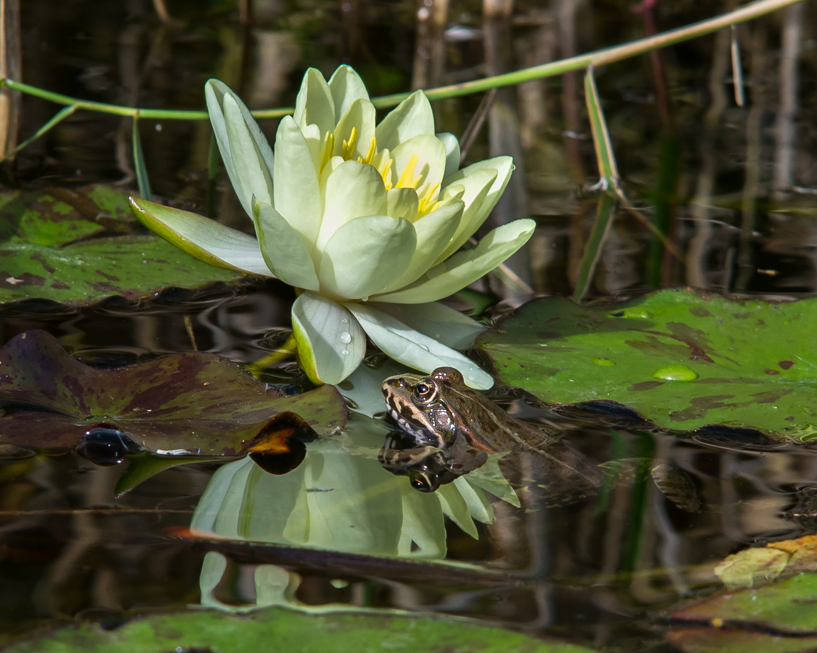 The nymph and the Frog