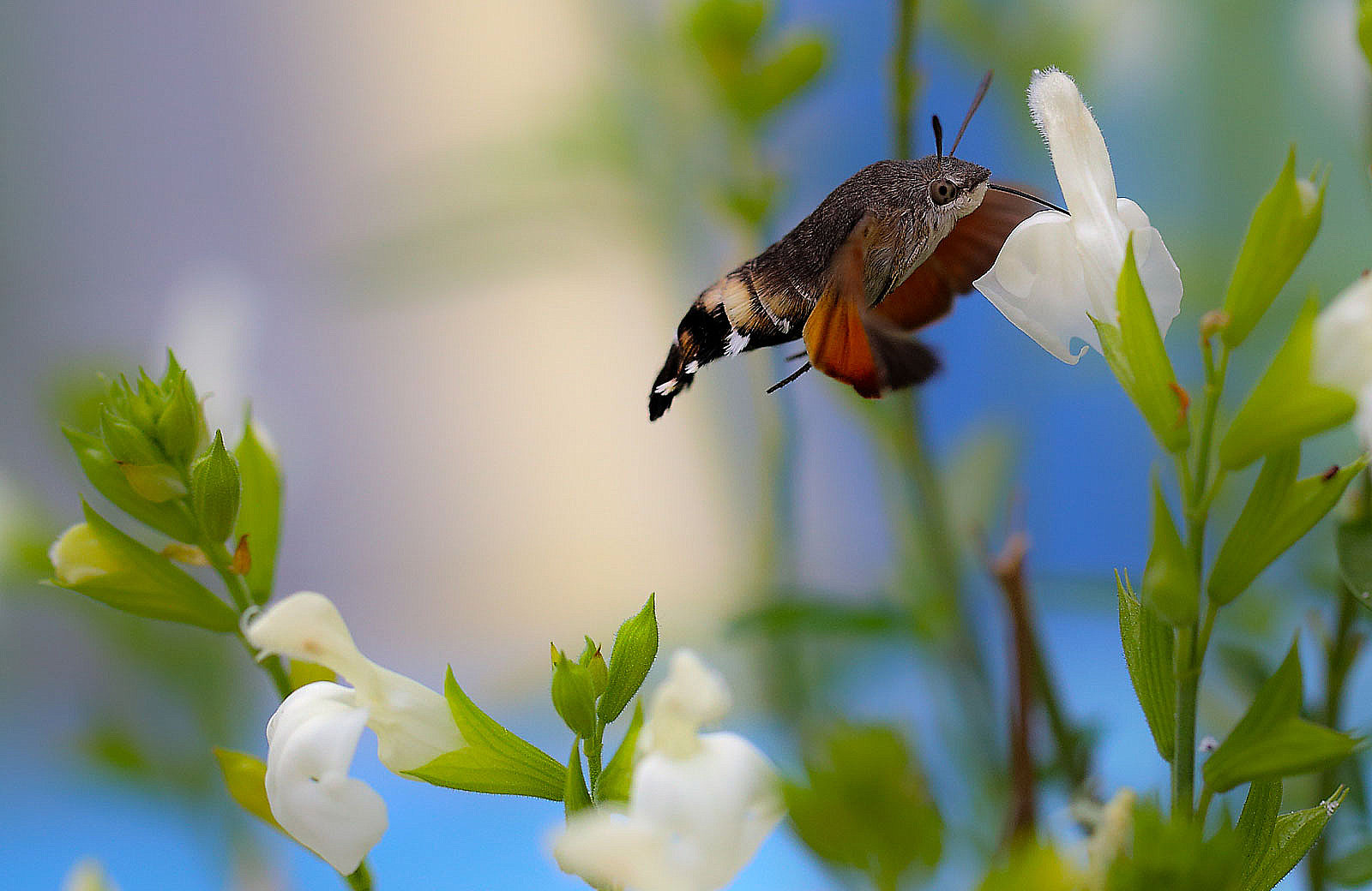 macroglossum stellatarum