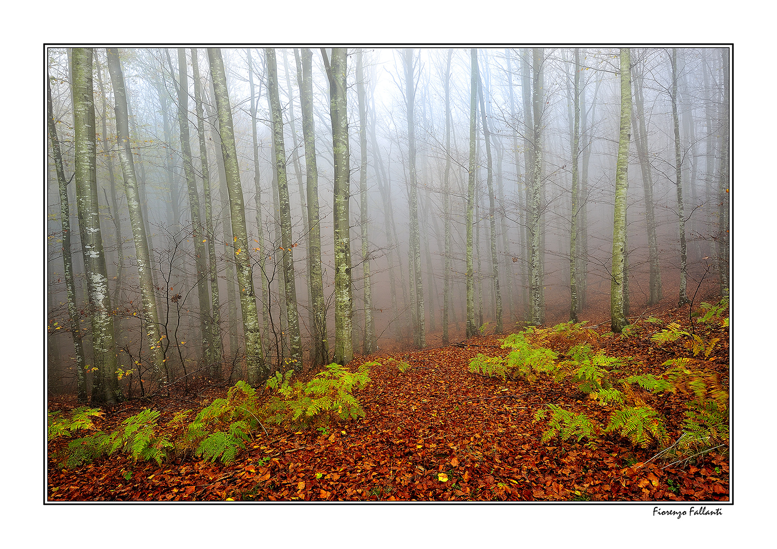 ...nebbie autunnali...