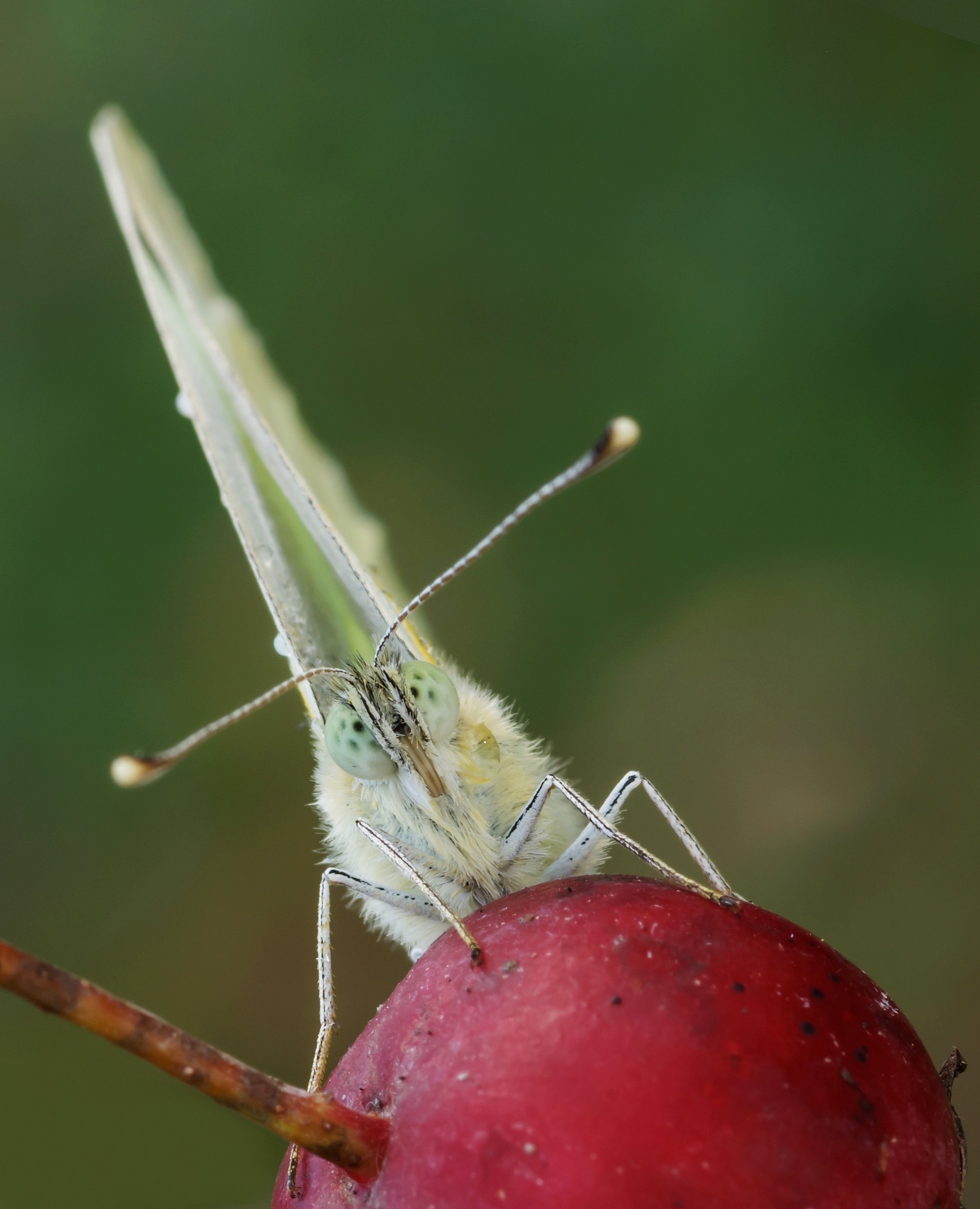 Primo piano di Pieris Brassicae