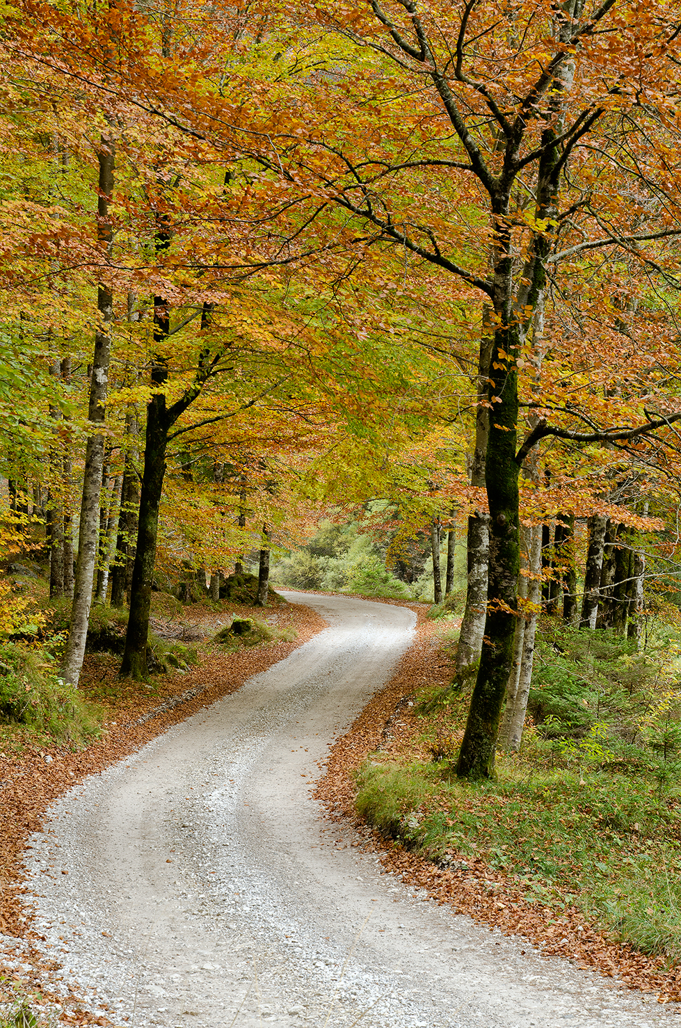 La strada della val Cimoliana