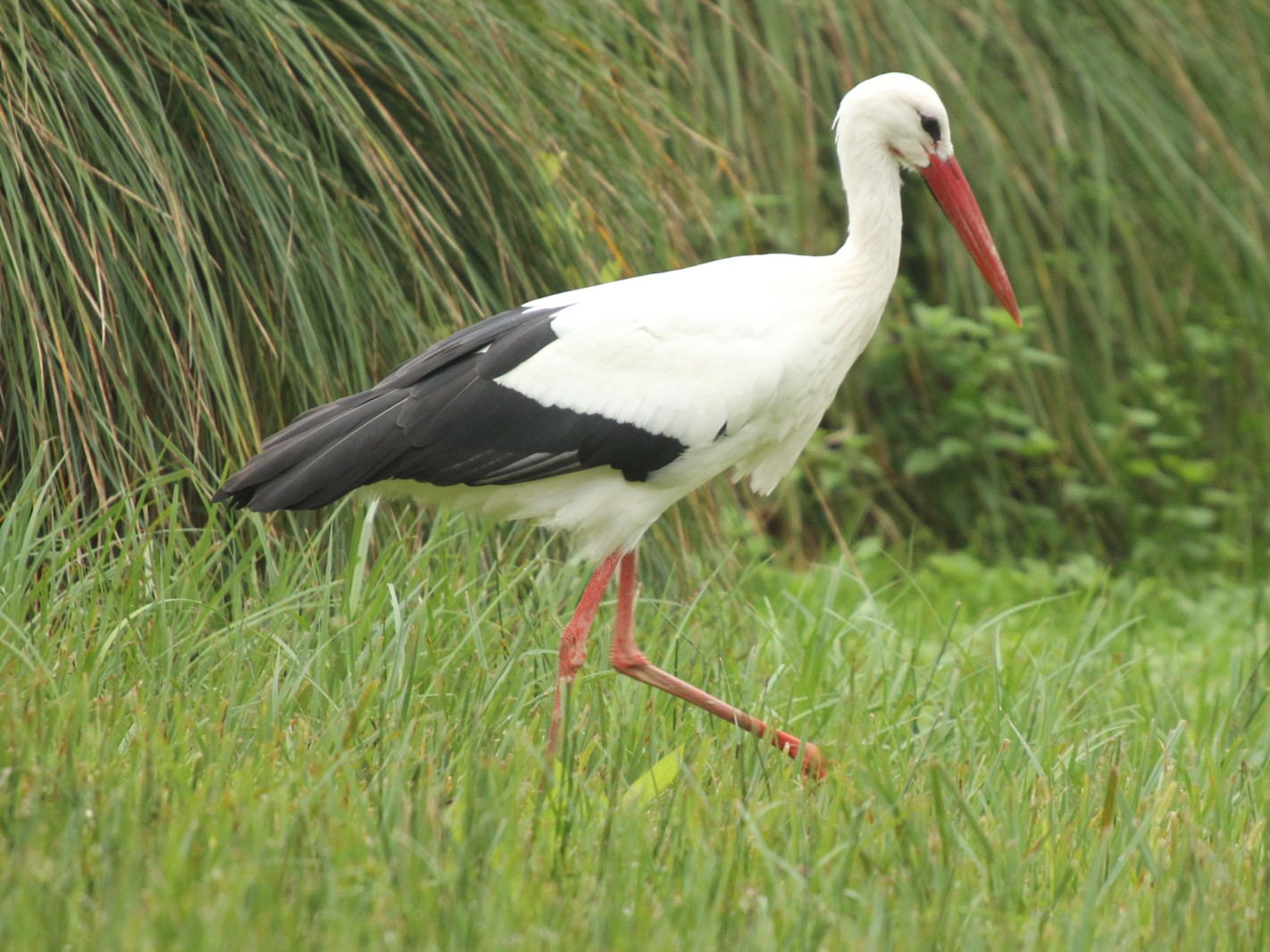 una cicogna a Cervara
