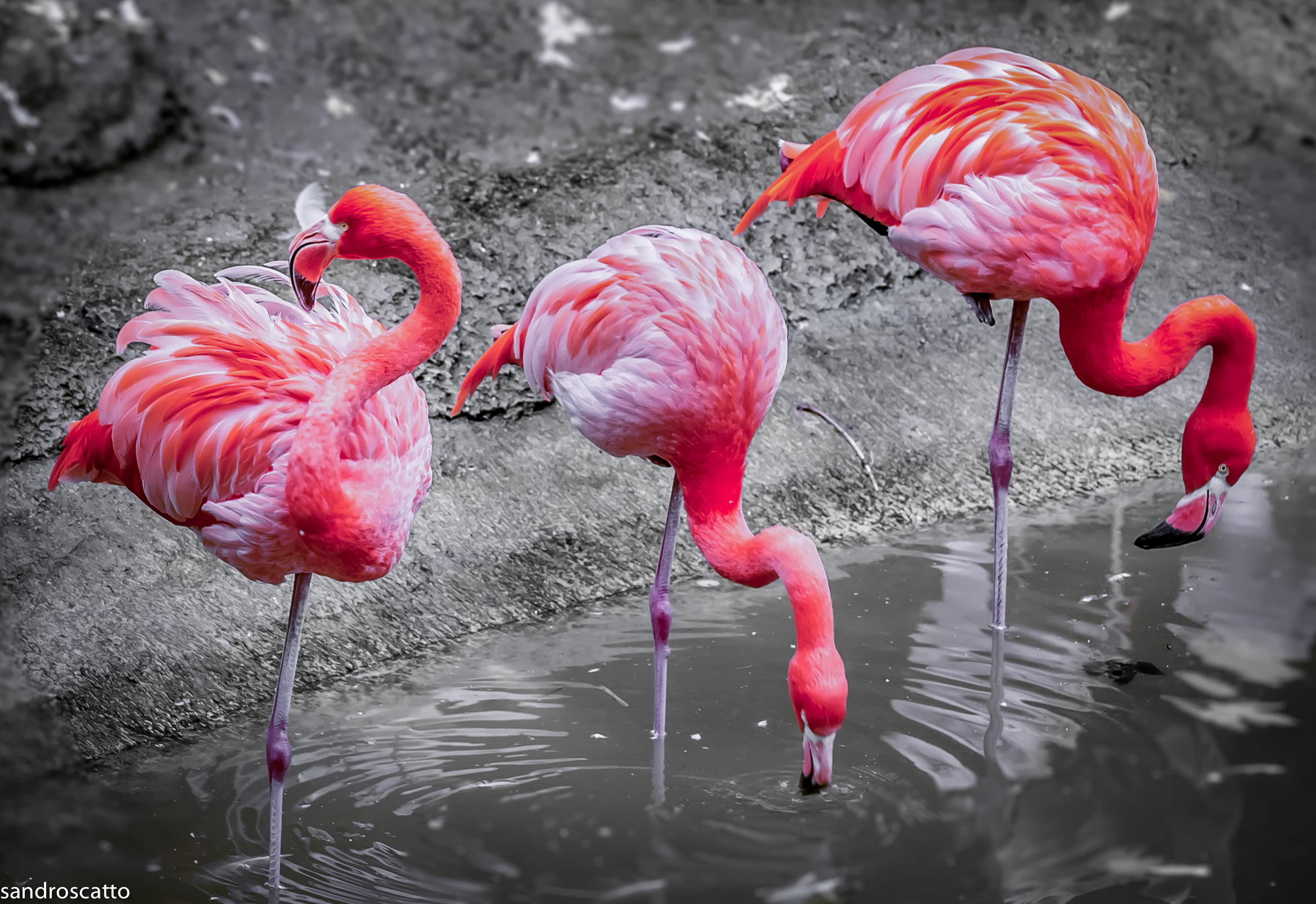 Flamingos