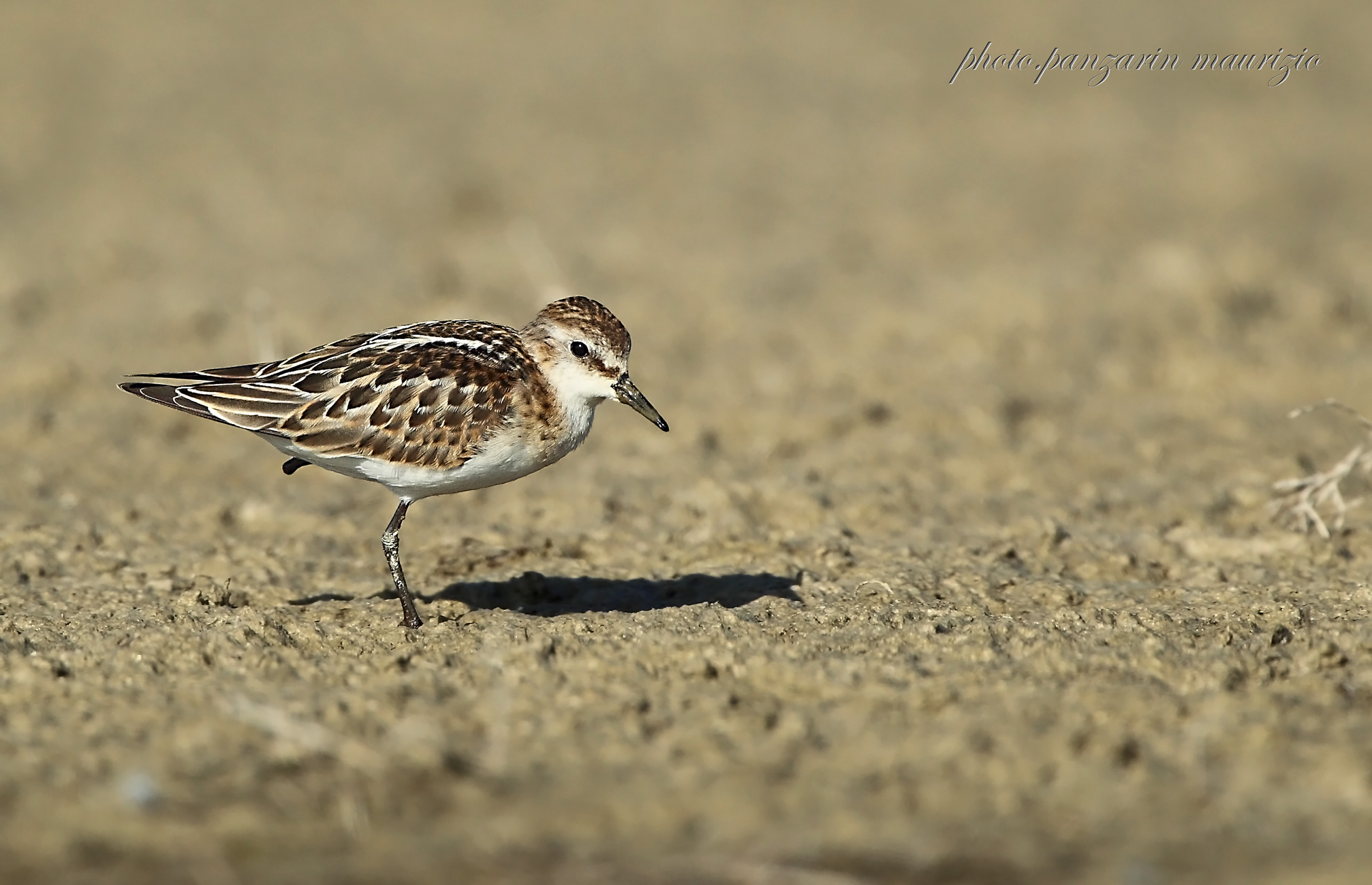 gambeccio  ( privo di una zampetta )