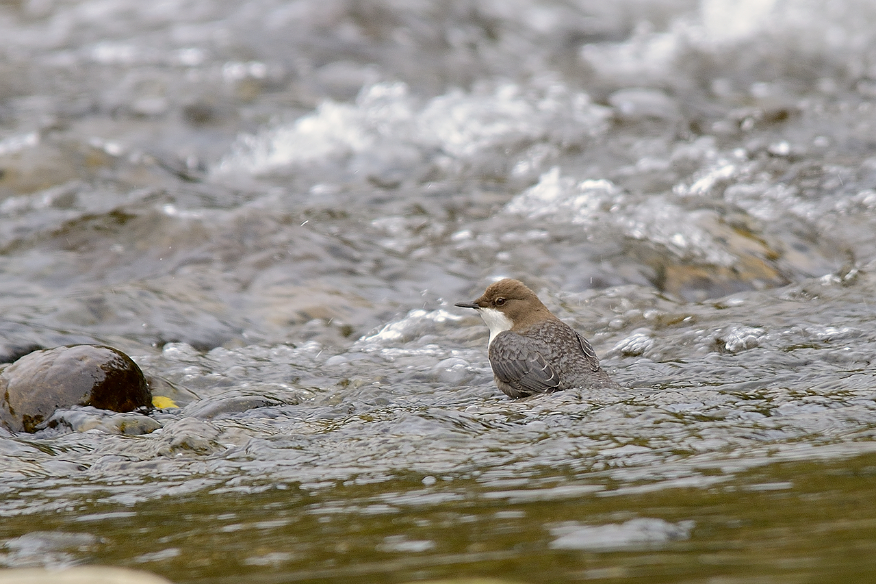 merlo acquaiolo (ambientato)