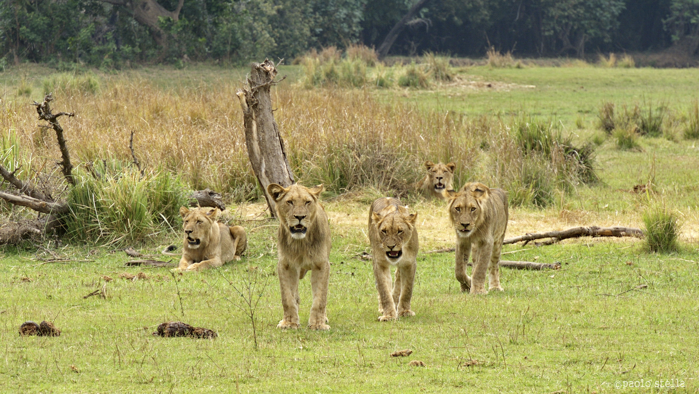 challenge to the Boss