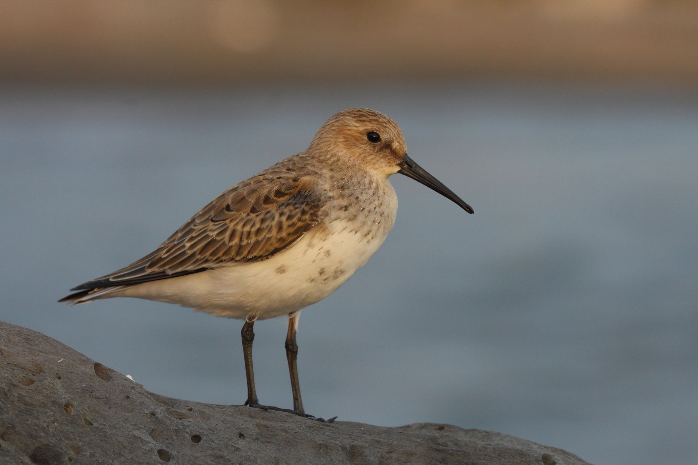 piovanello pancia nera