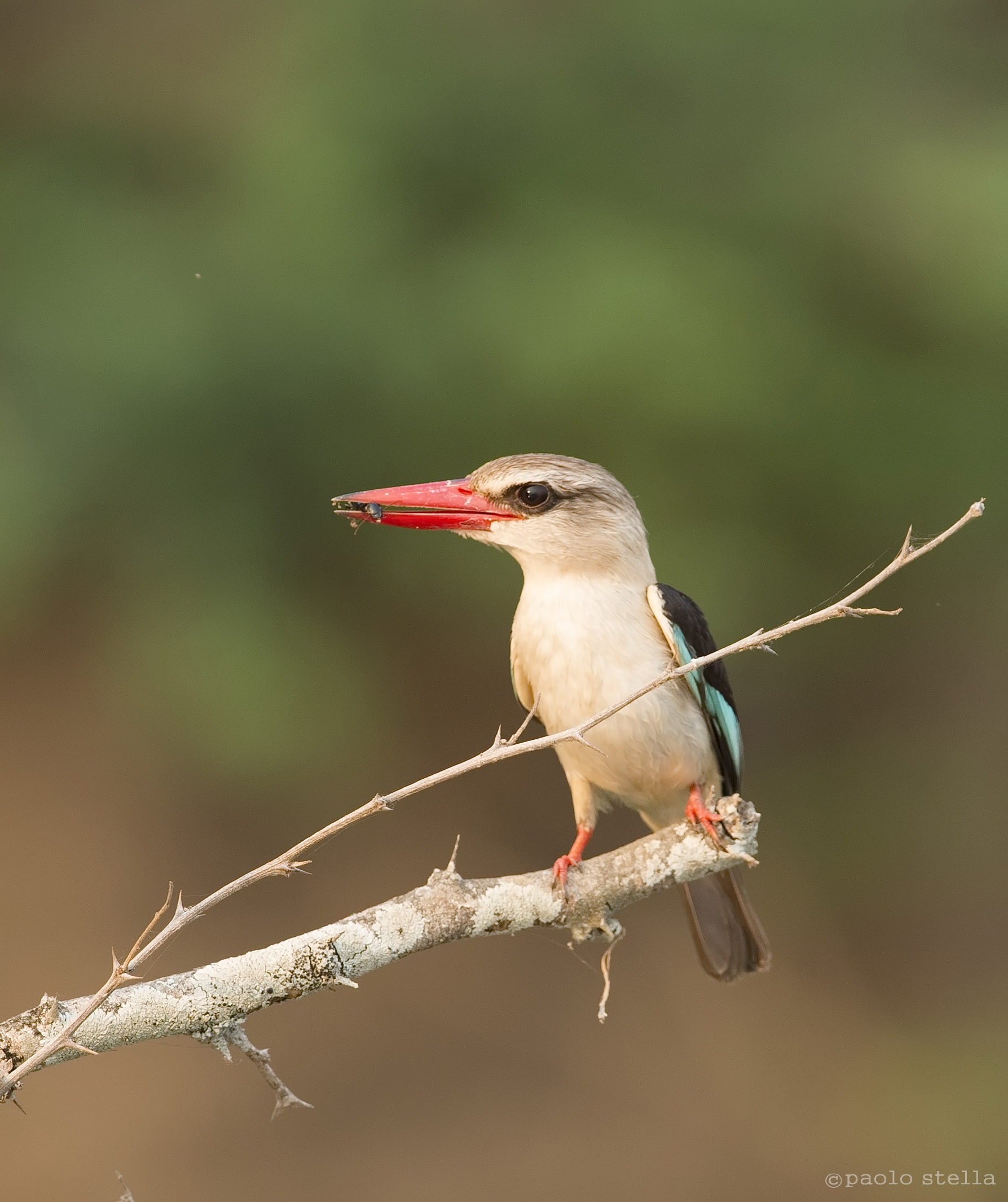 Grey-headed Kingfisher with prey