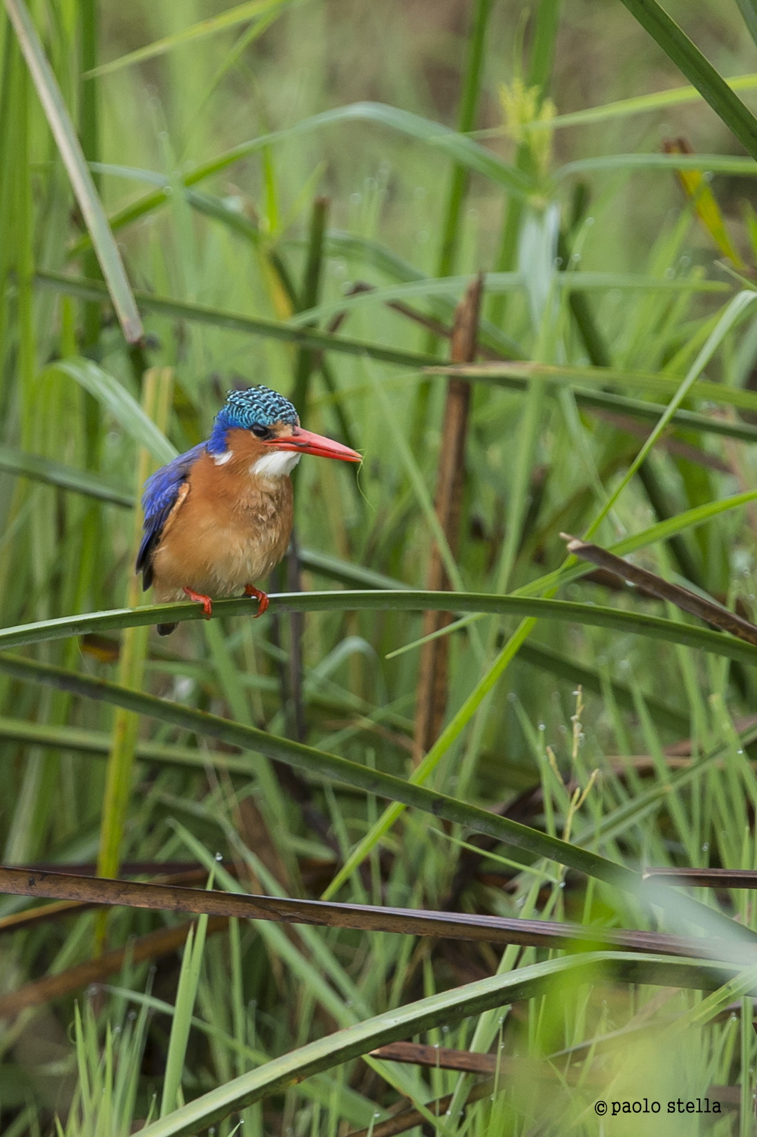 malachite kingfisher (Corythornis cristatus thomensis)