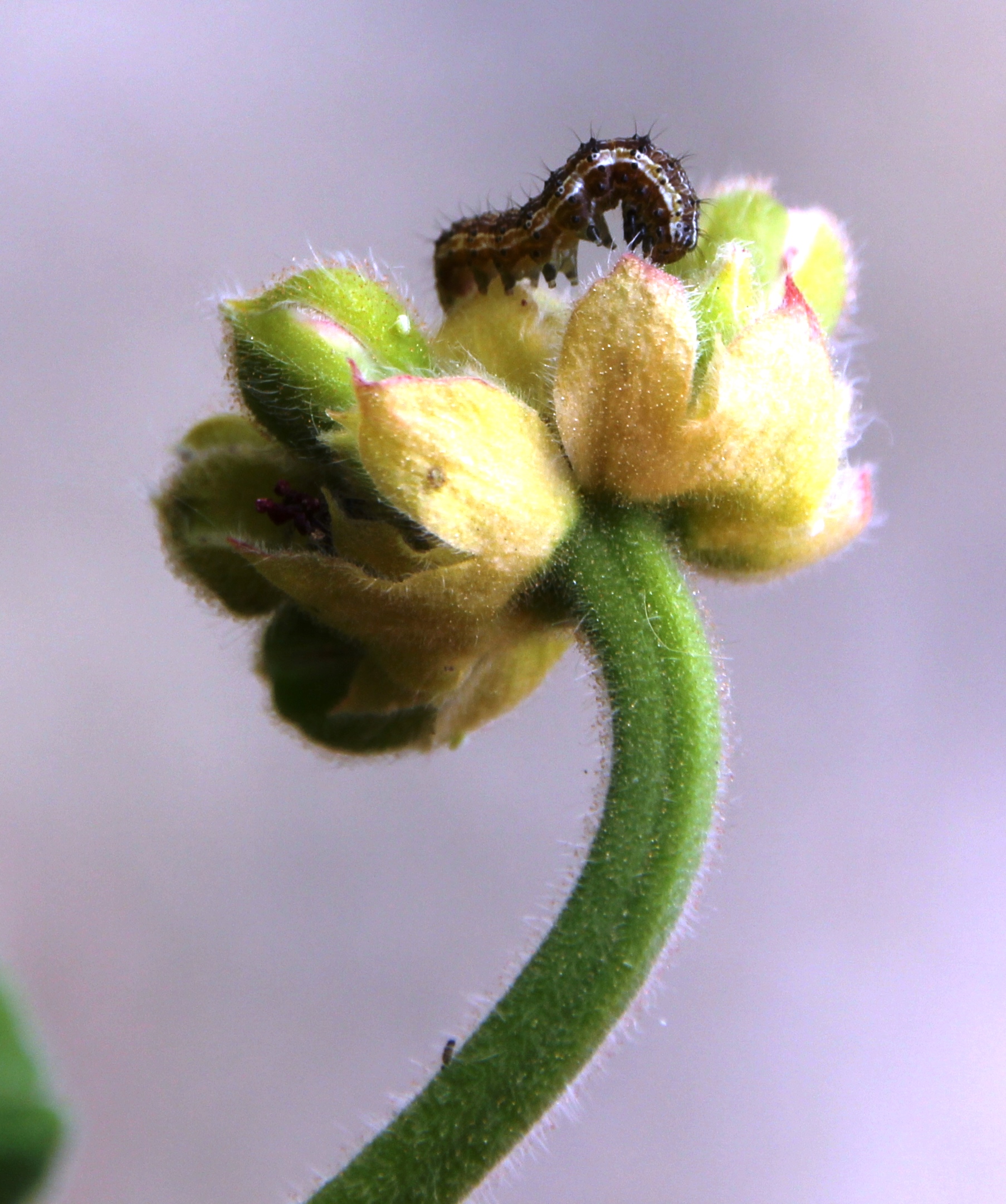 Piccolo...bru-chino.