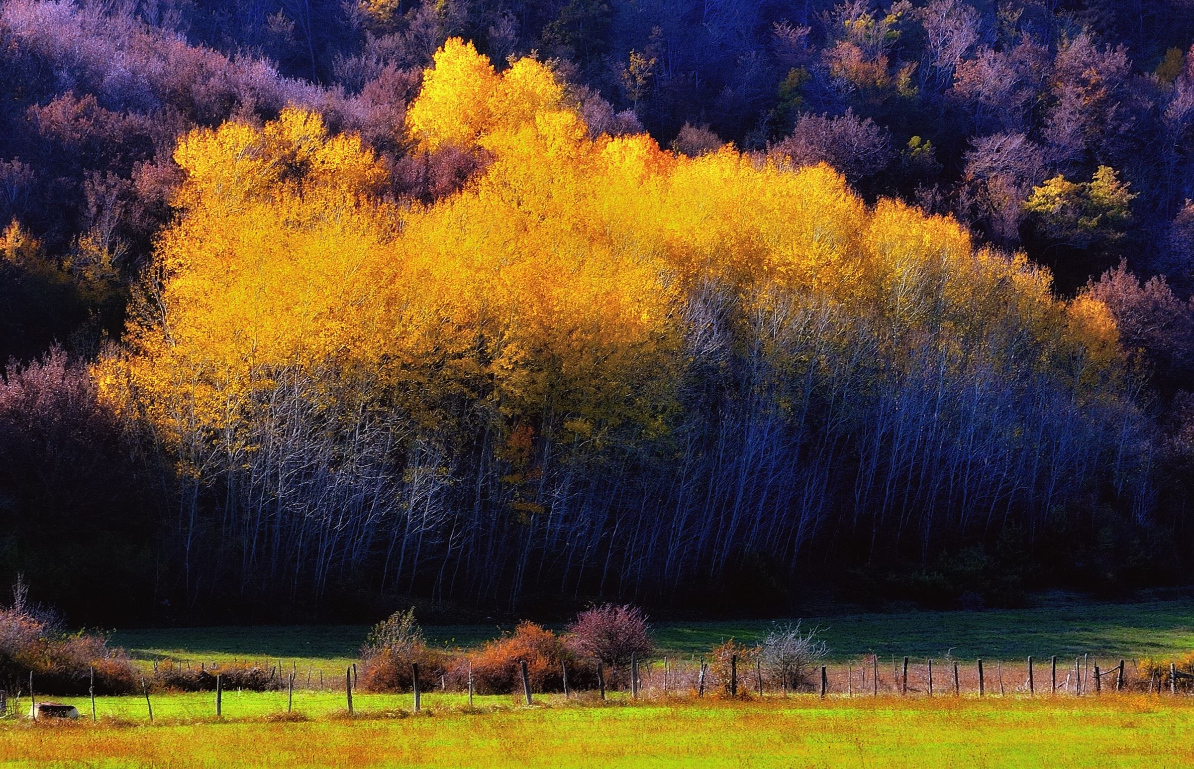 Altre Varie  Foto Ritrovate -  Autunno