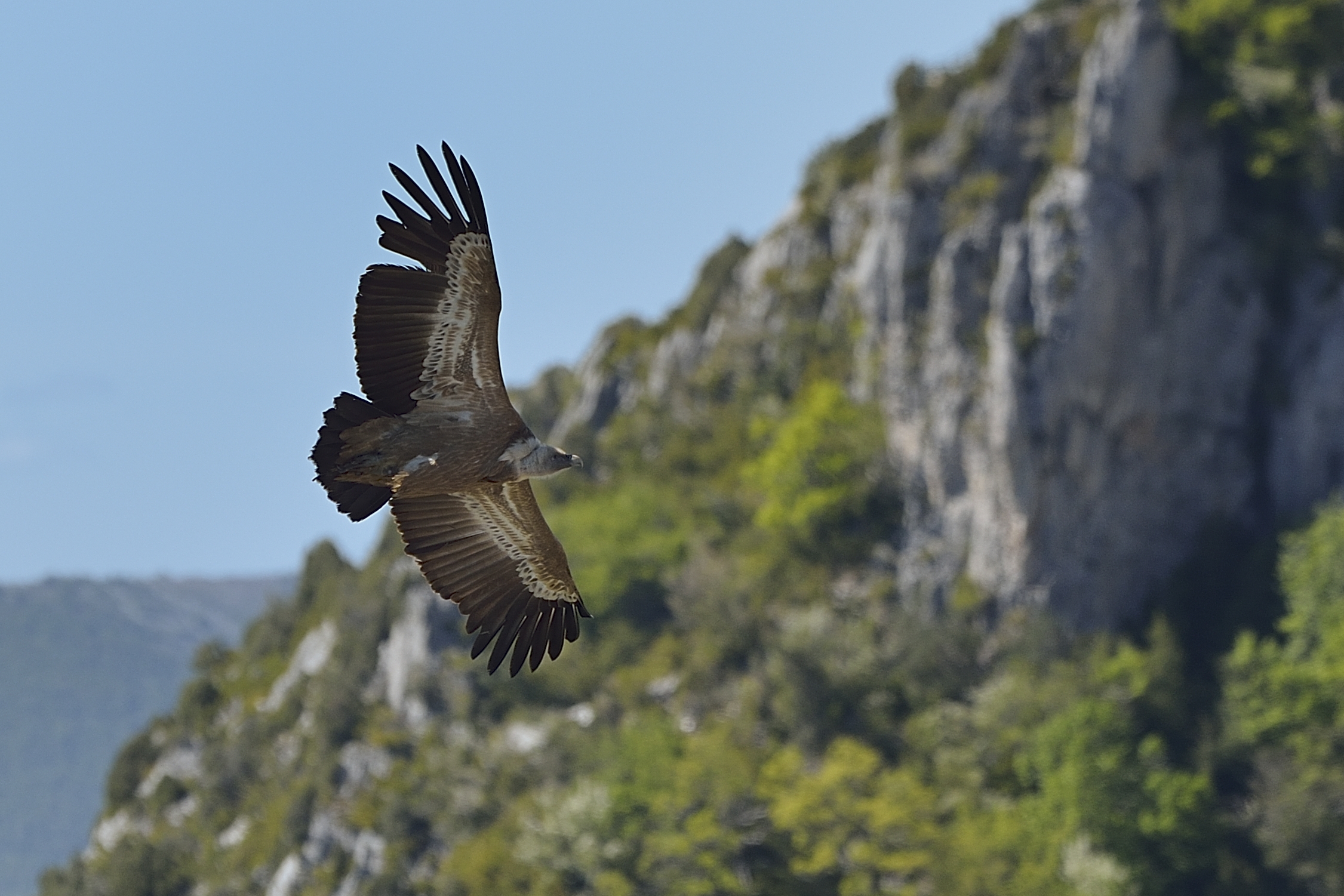 Grifone ( (Gyps fulvus)