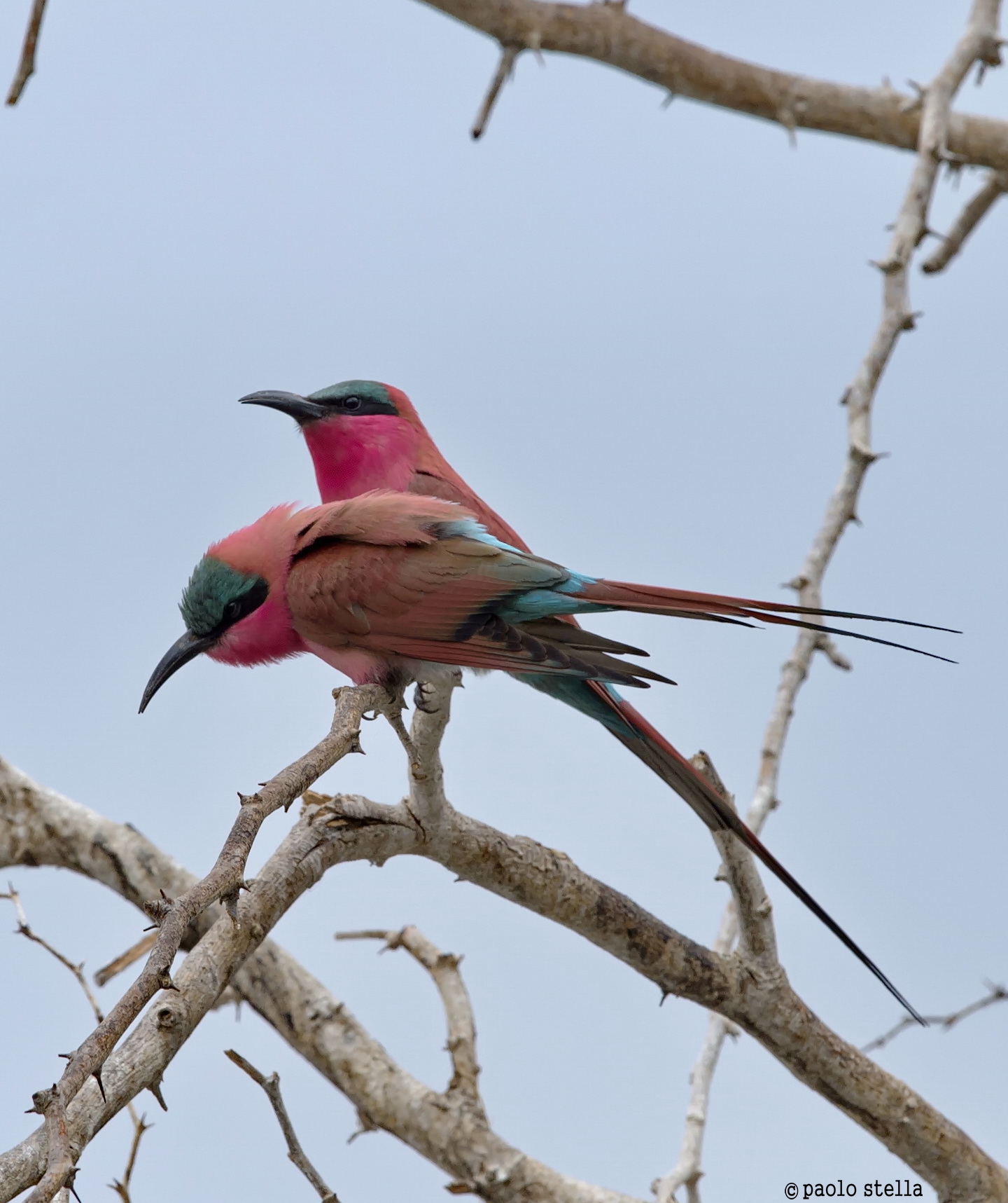 meeting on the Zambezi River - carmine bee-eater