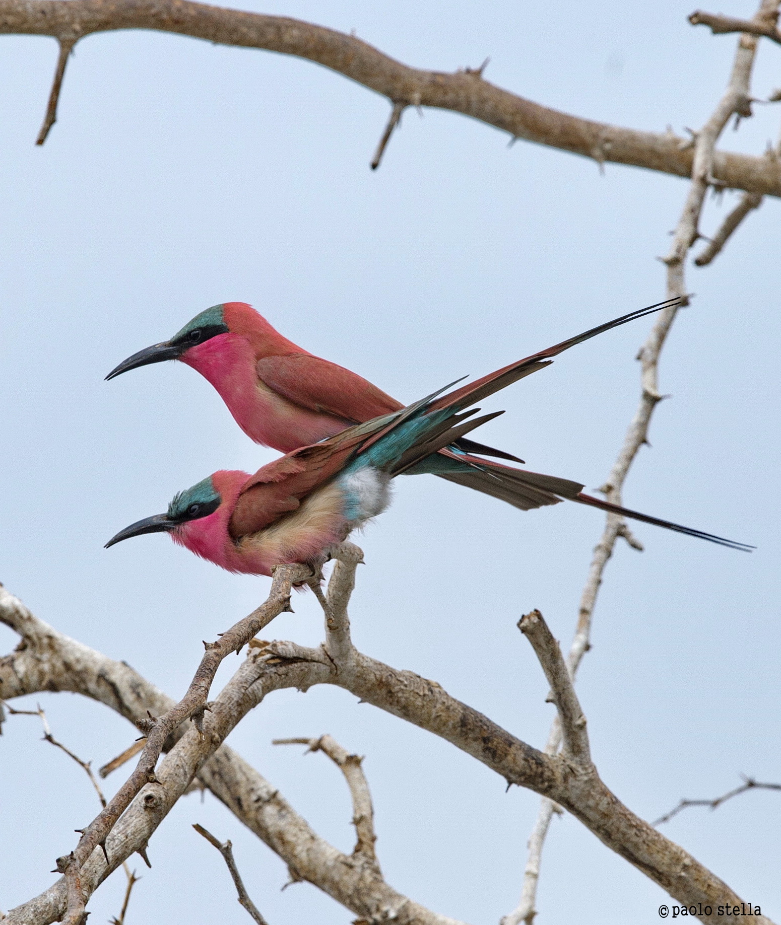 coupling of carmine bee-eater - 3
