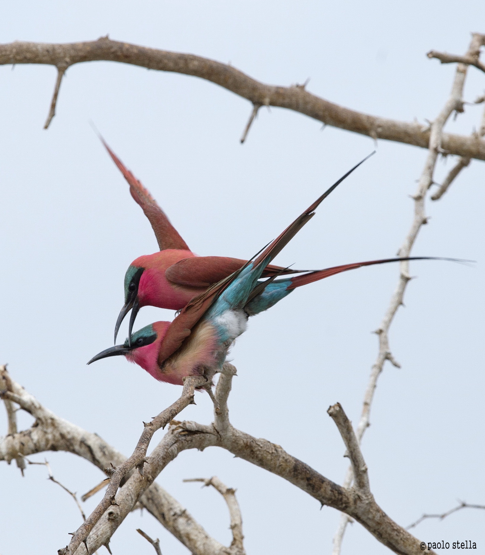 coupling of carmine bee-eater - 4