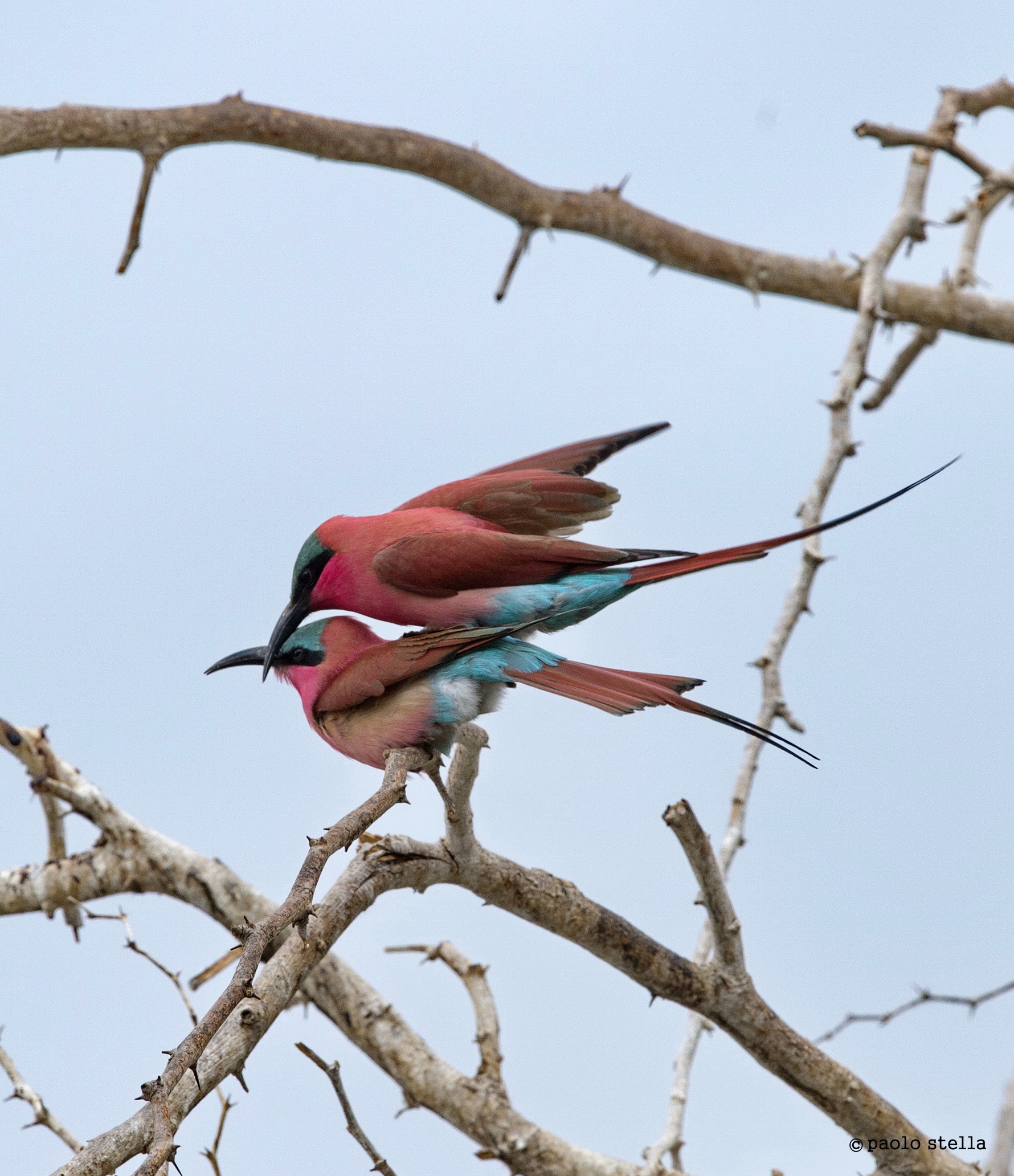 coupling of carmine bee-eater - 5