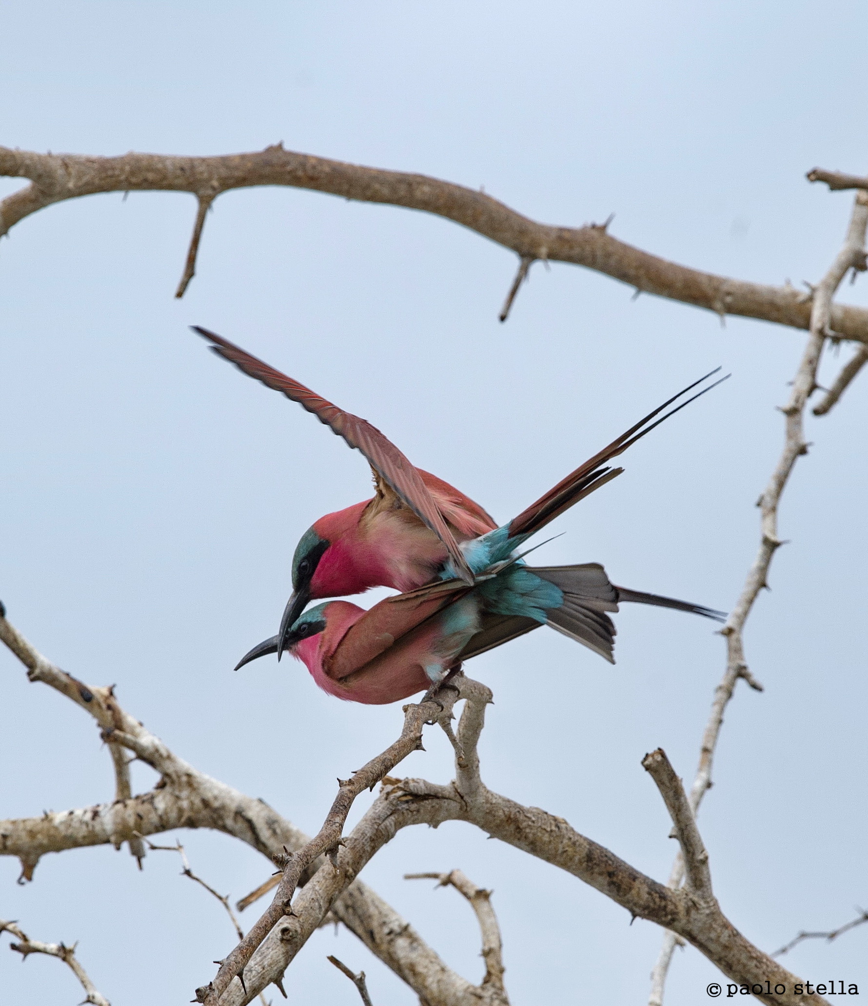 coupling of carmine bee-eater - 7