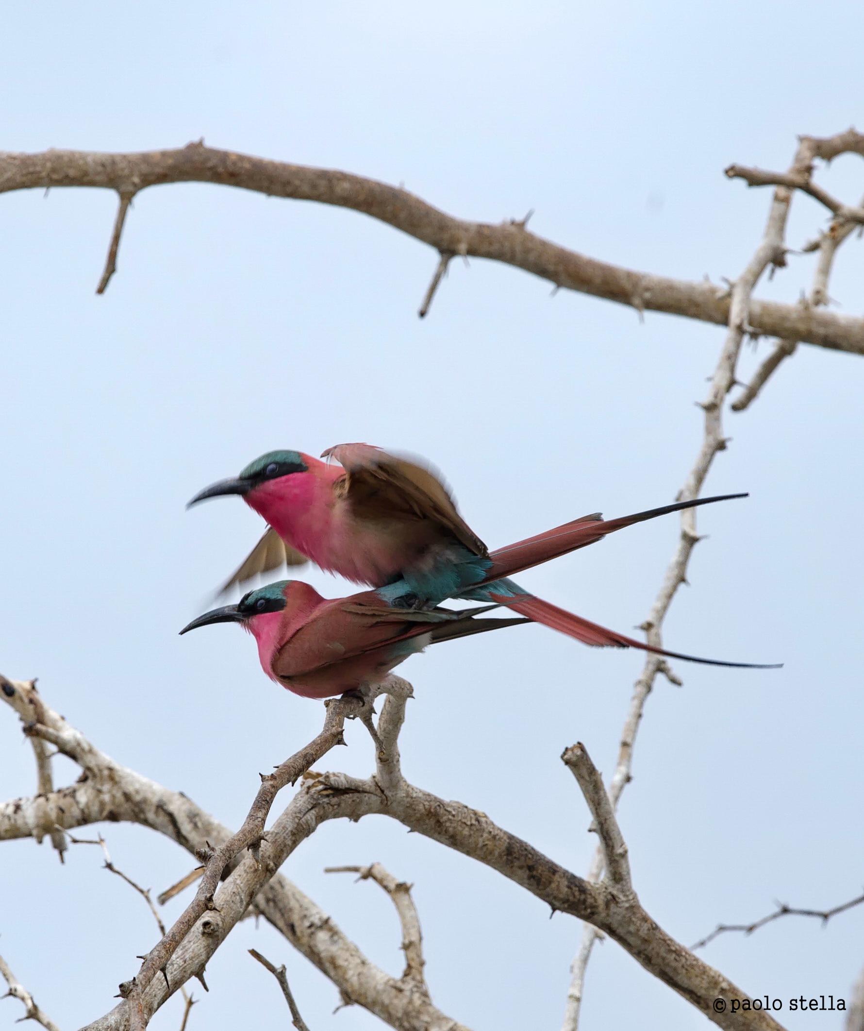 coupling of carmine bee-eater - 8