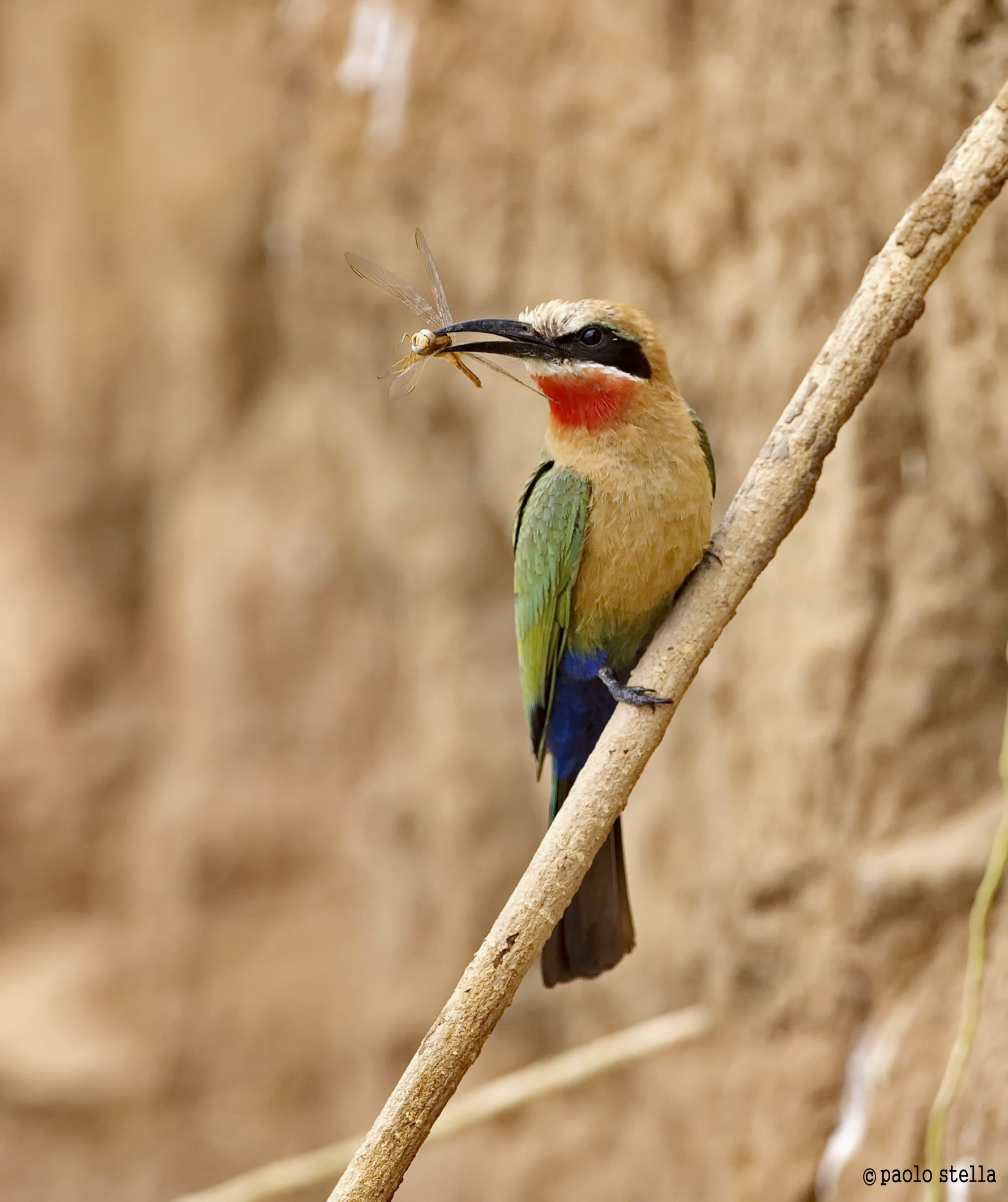 with the dragonfly - 2