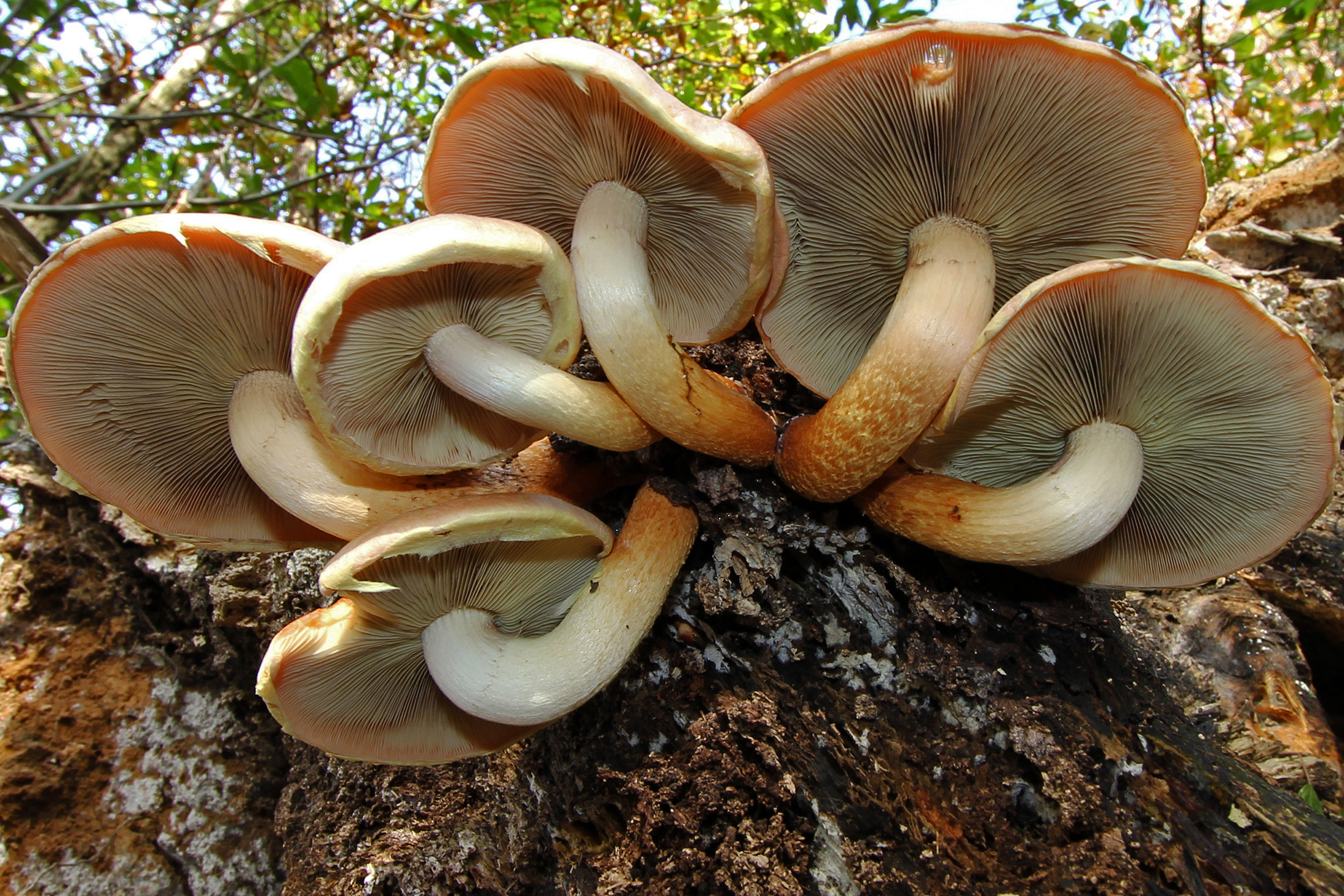 Hypholoma sublateritium