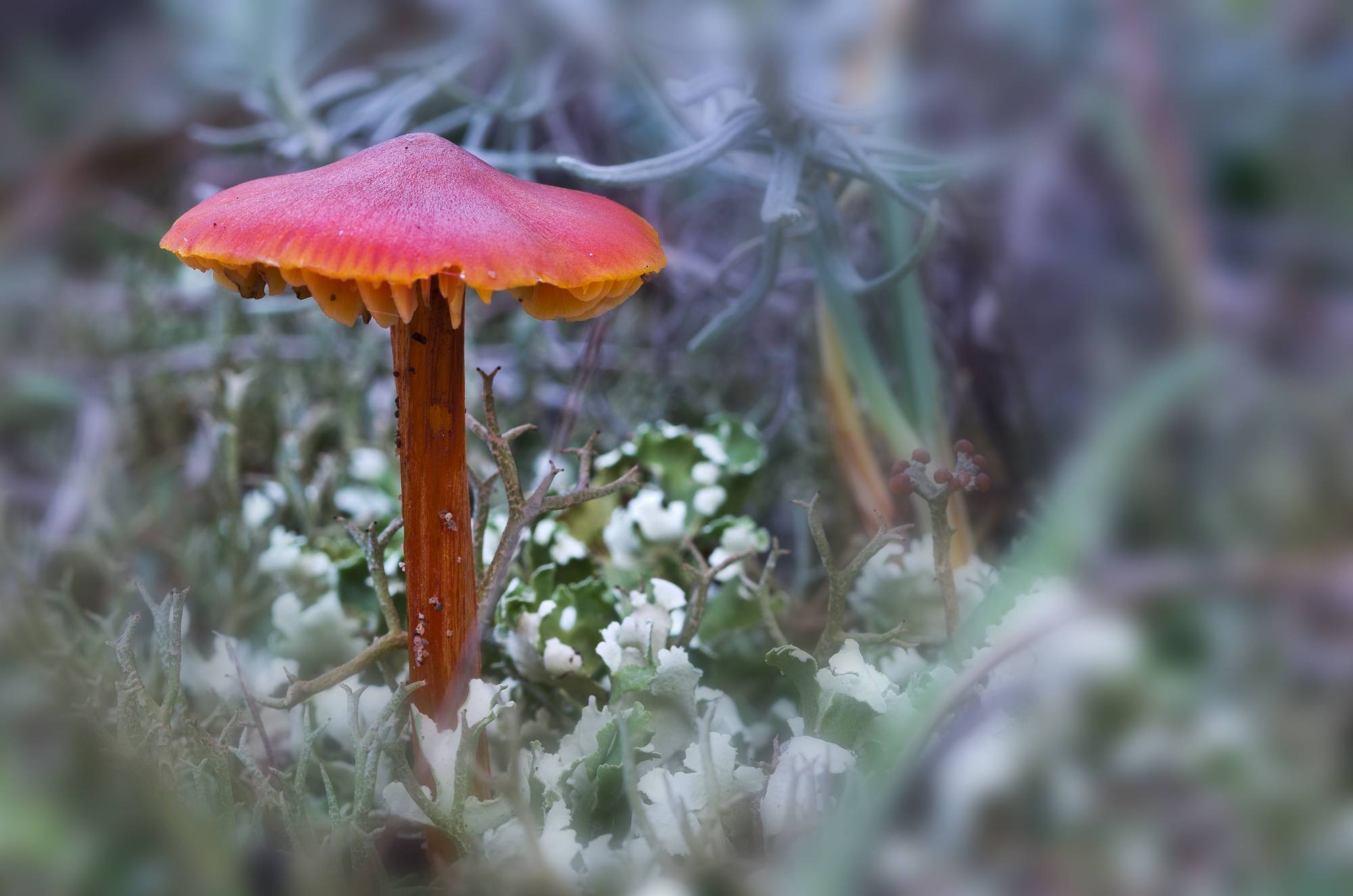 Hygrocybe conica