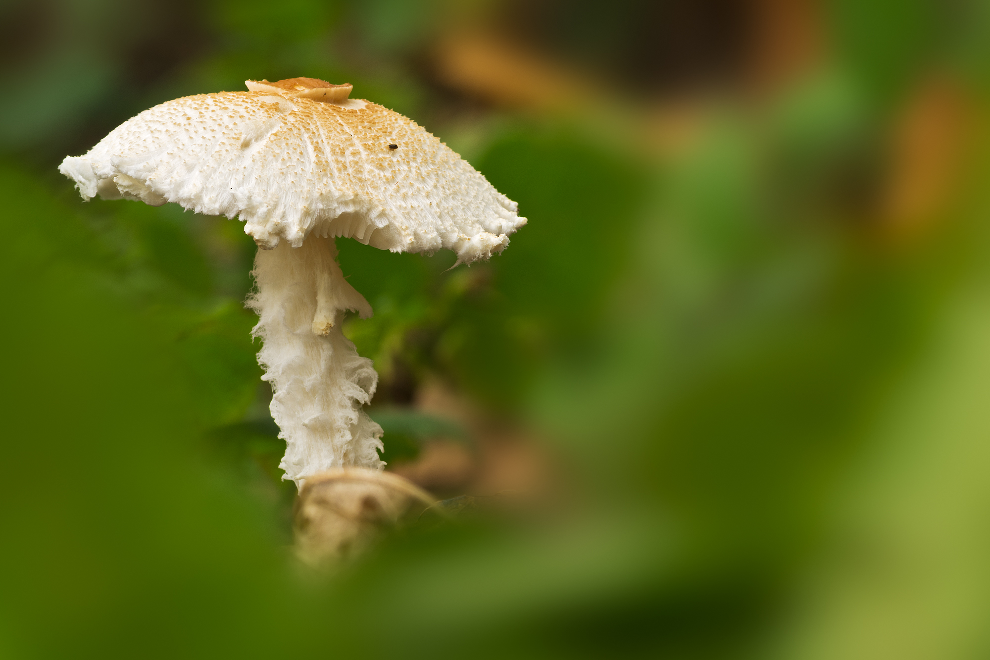 Lepiota sp. (Pers.) Gray (1821) -  Agaricaceae
