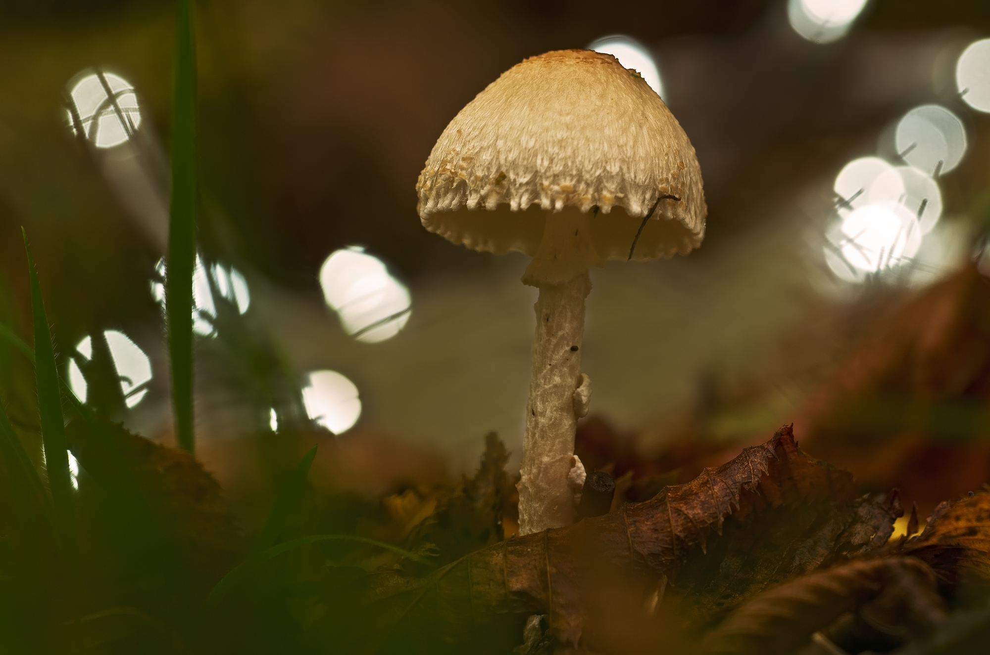 Lepiota clypeolaria (Bull.) P. Kumm.-  Agaricaceae
