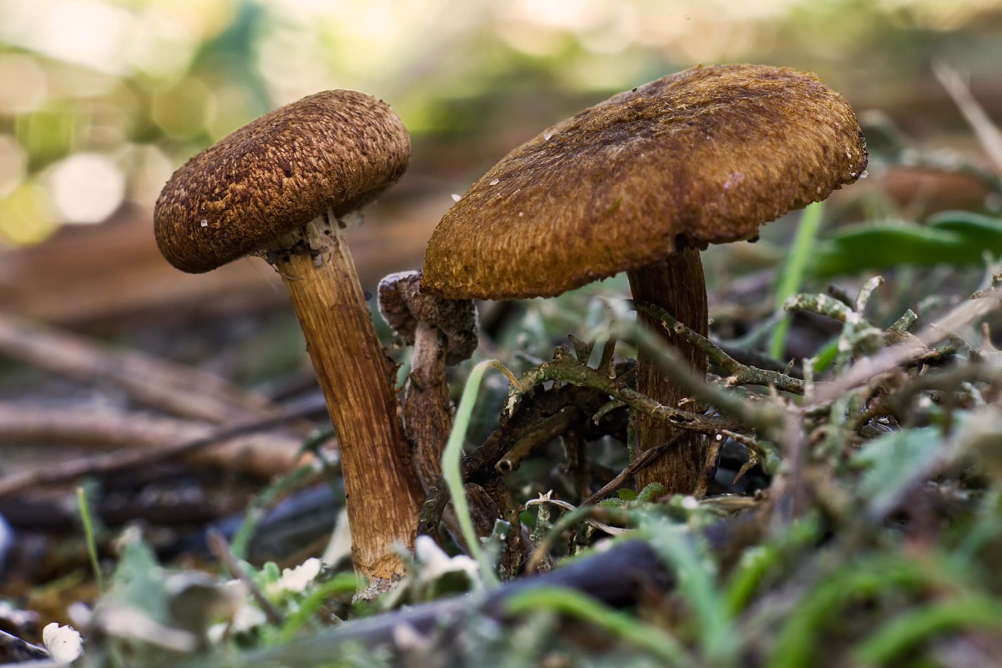 Cortinarius (Pers.) Gray (1821) - Cortinariaceae