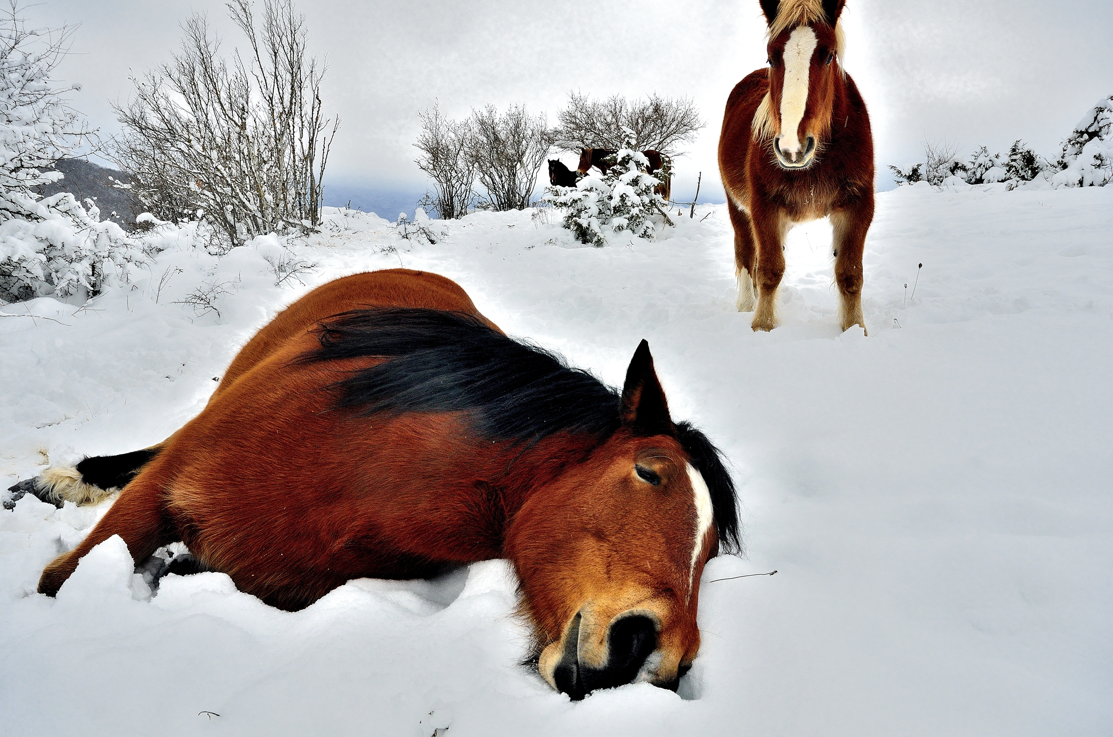 cavalli nella neve