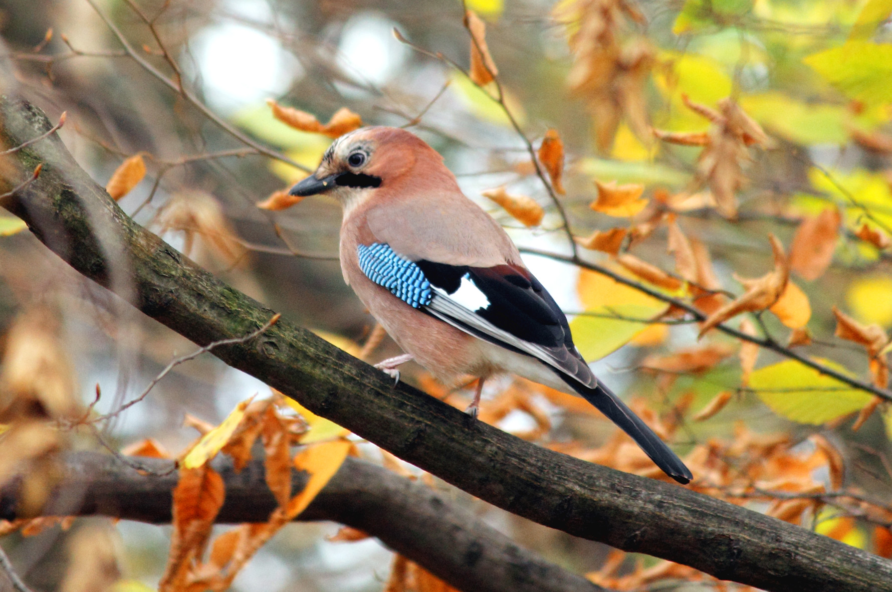 ghiandaia d' autunno 2