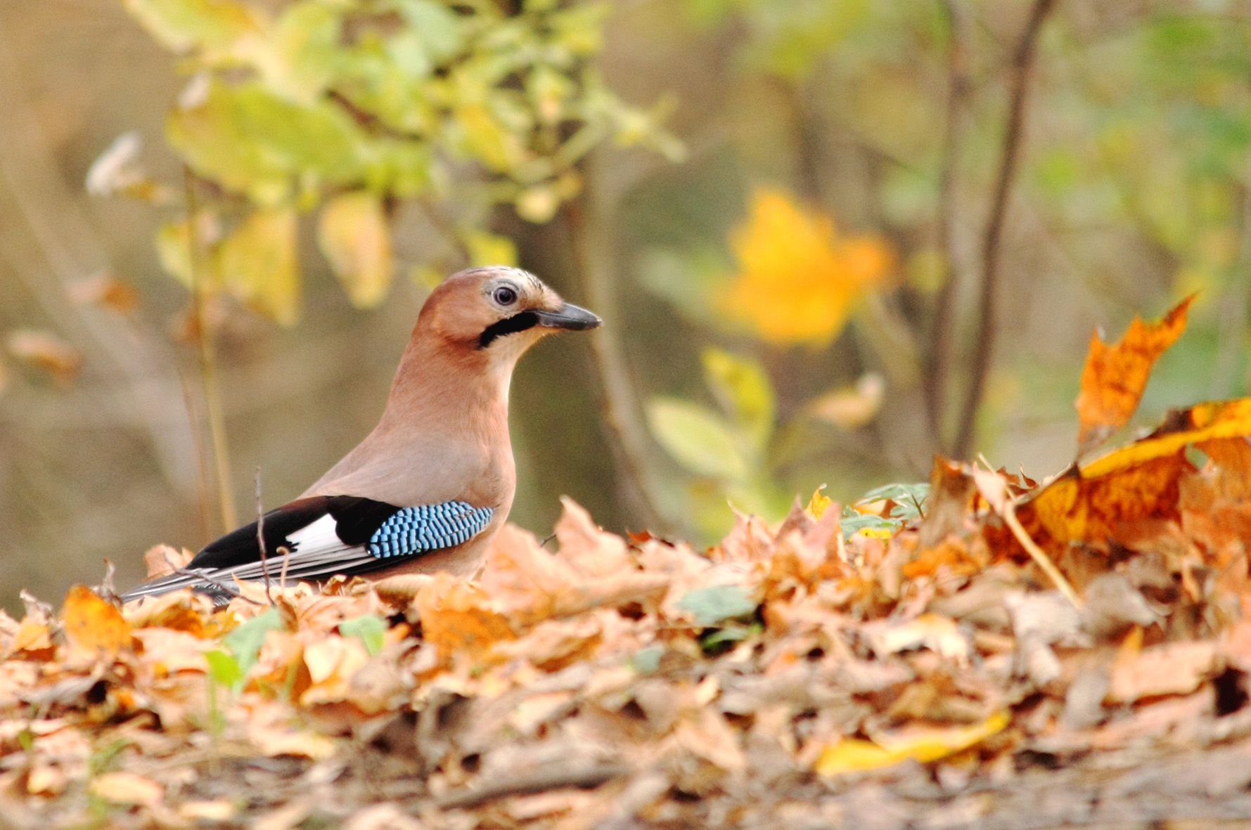 ghiandaia d' autunno 3