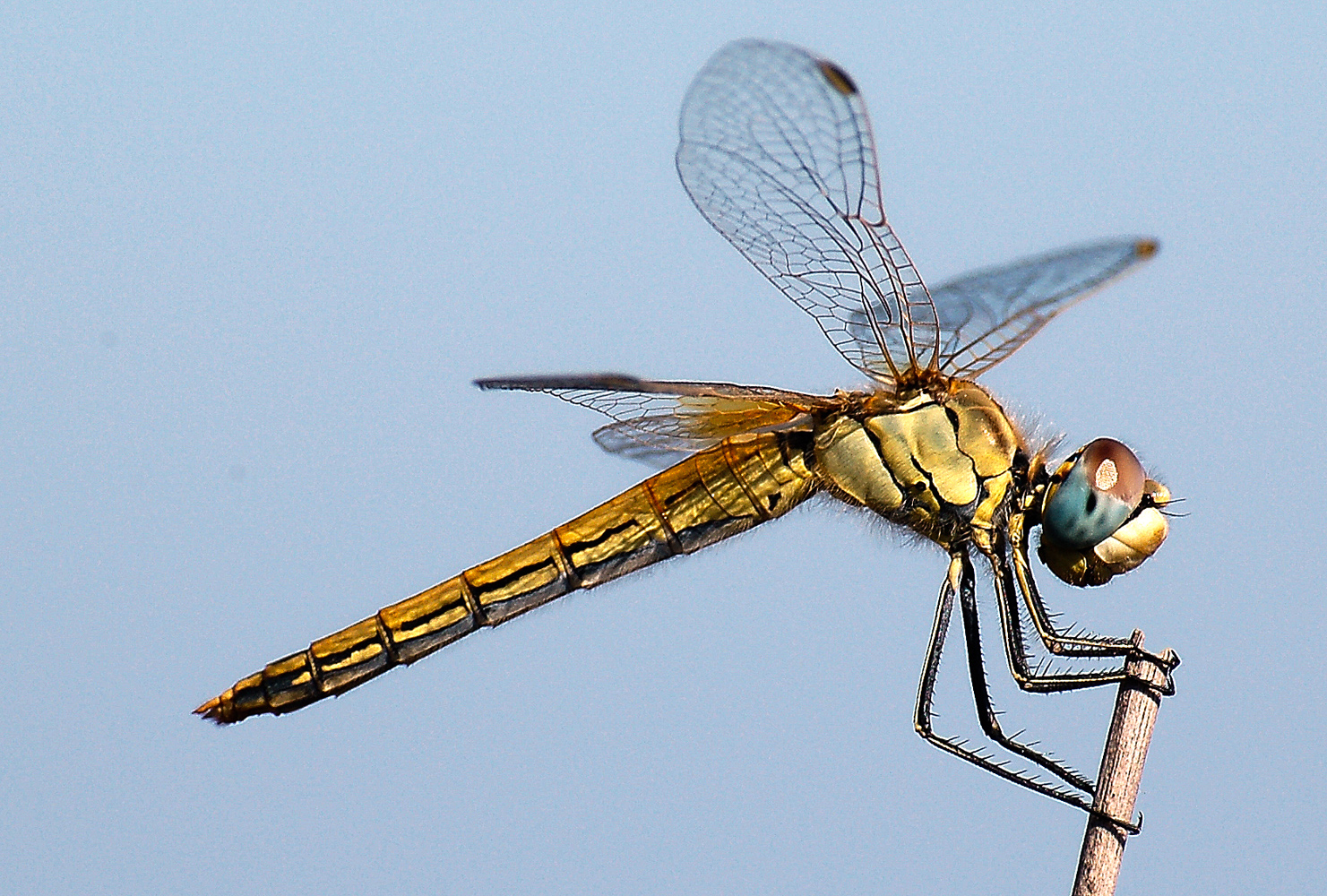 Libellula