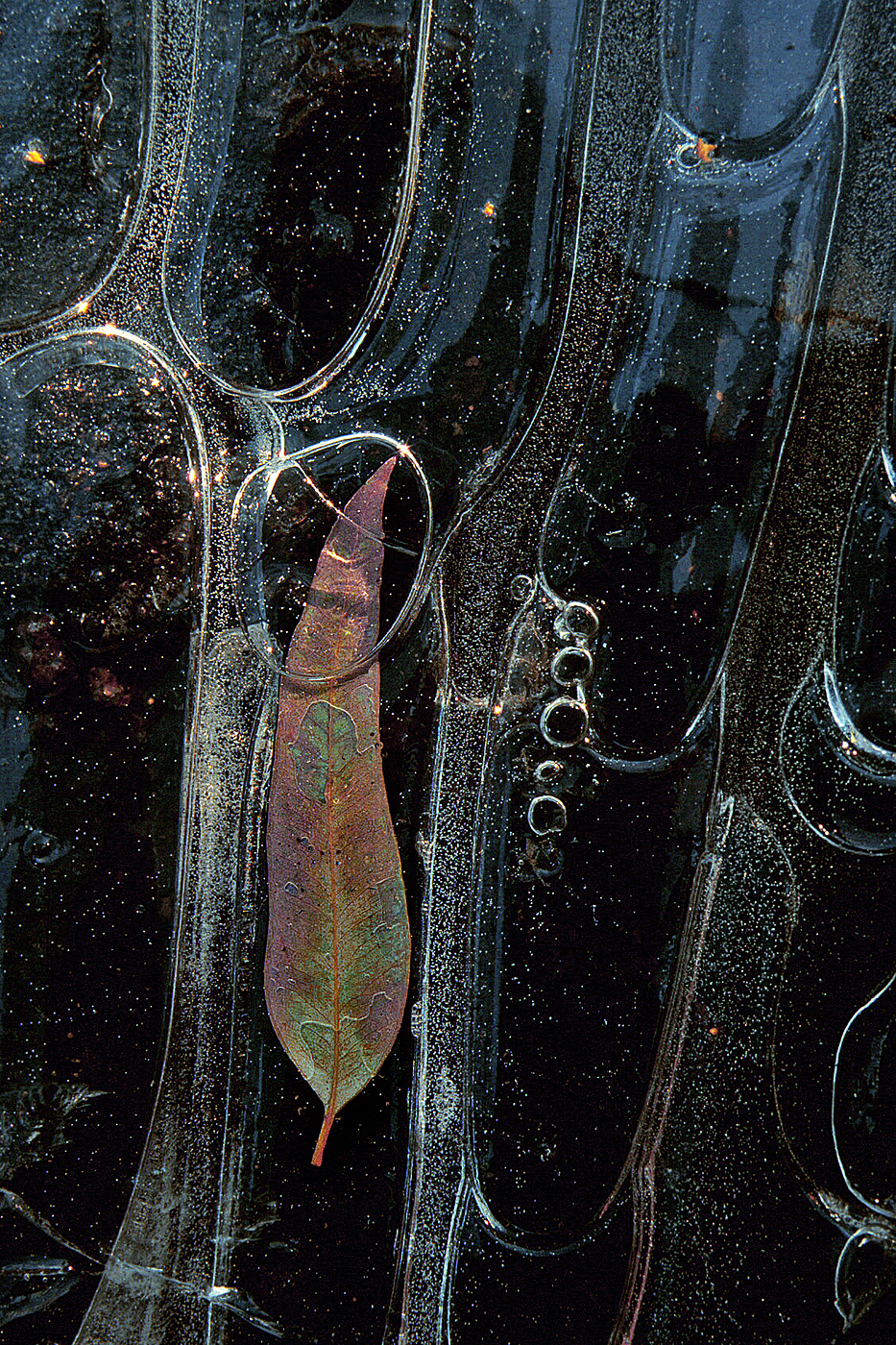 Leaves in Ice 10