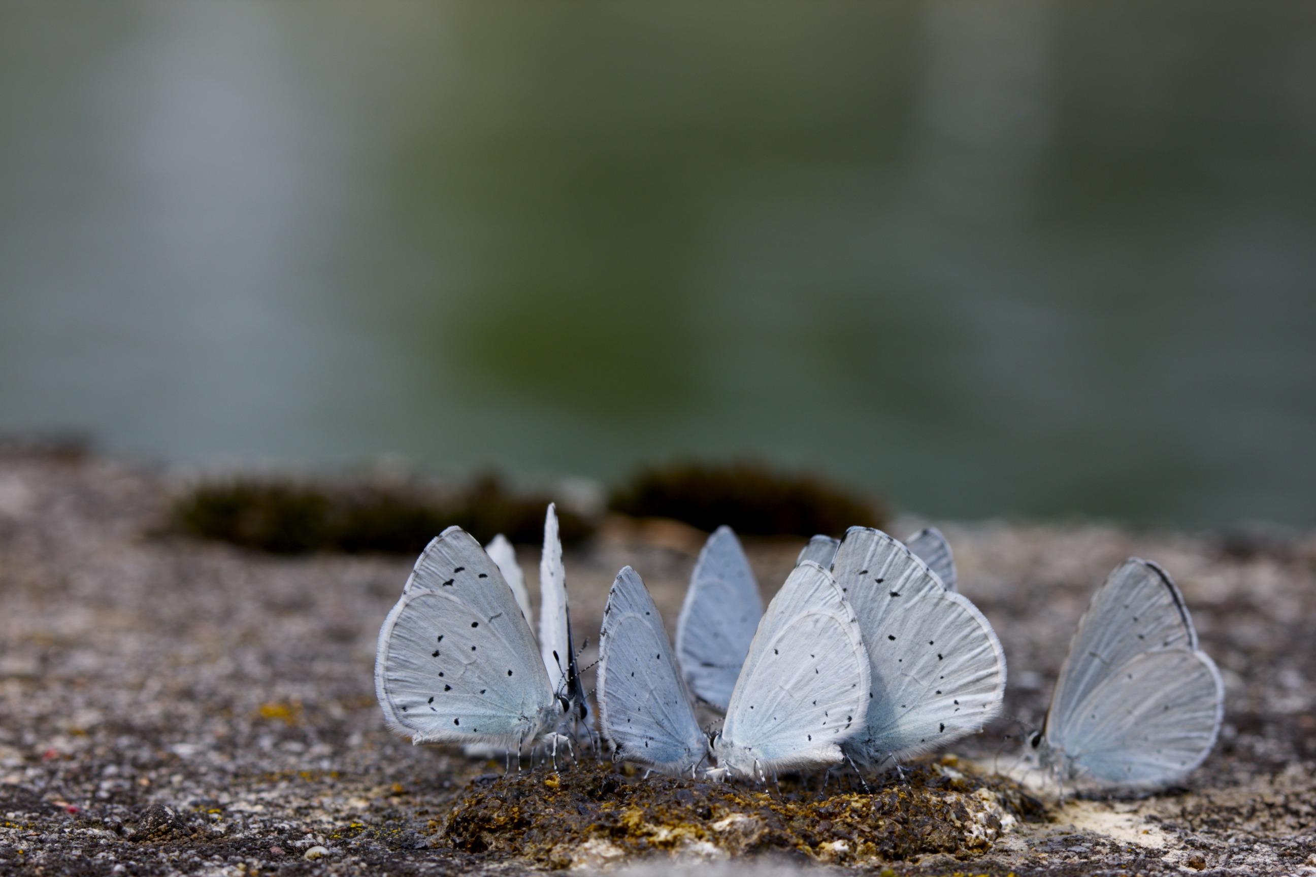 Gruppo di Licenidi sui licheni