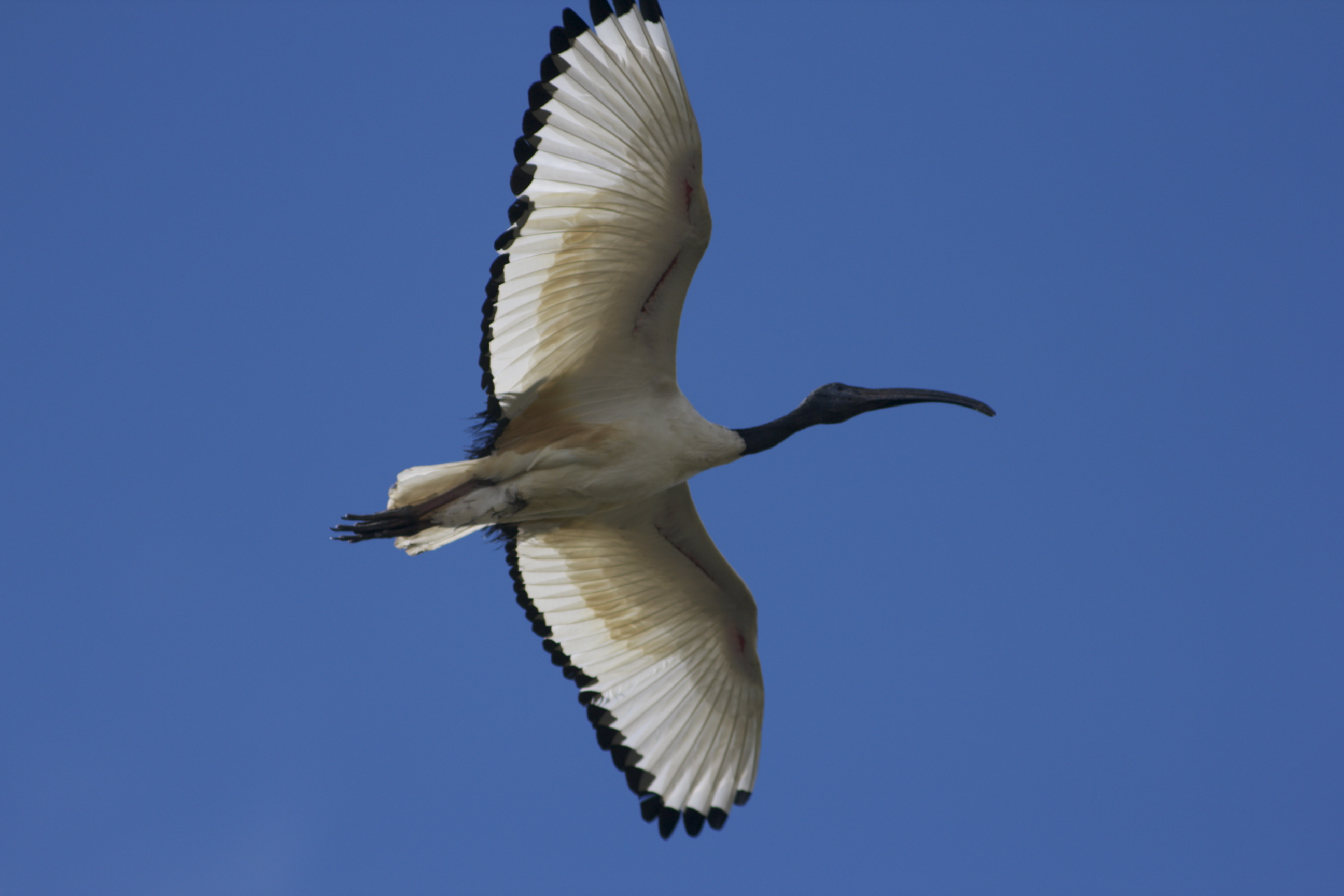 Ibis sacro in volo