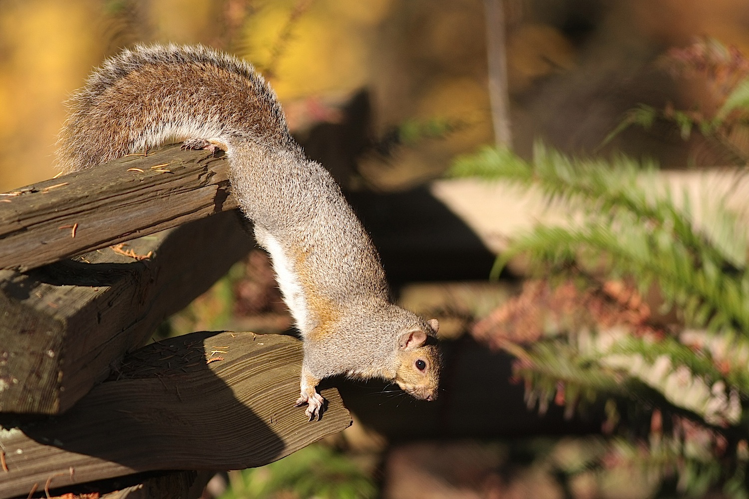 Eastern Grey Squirrel