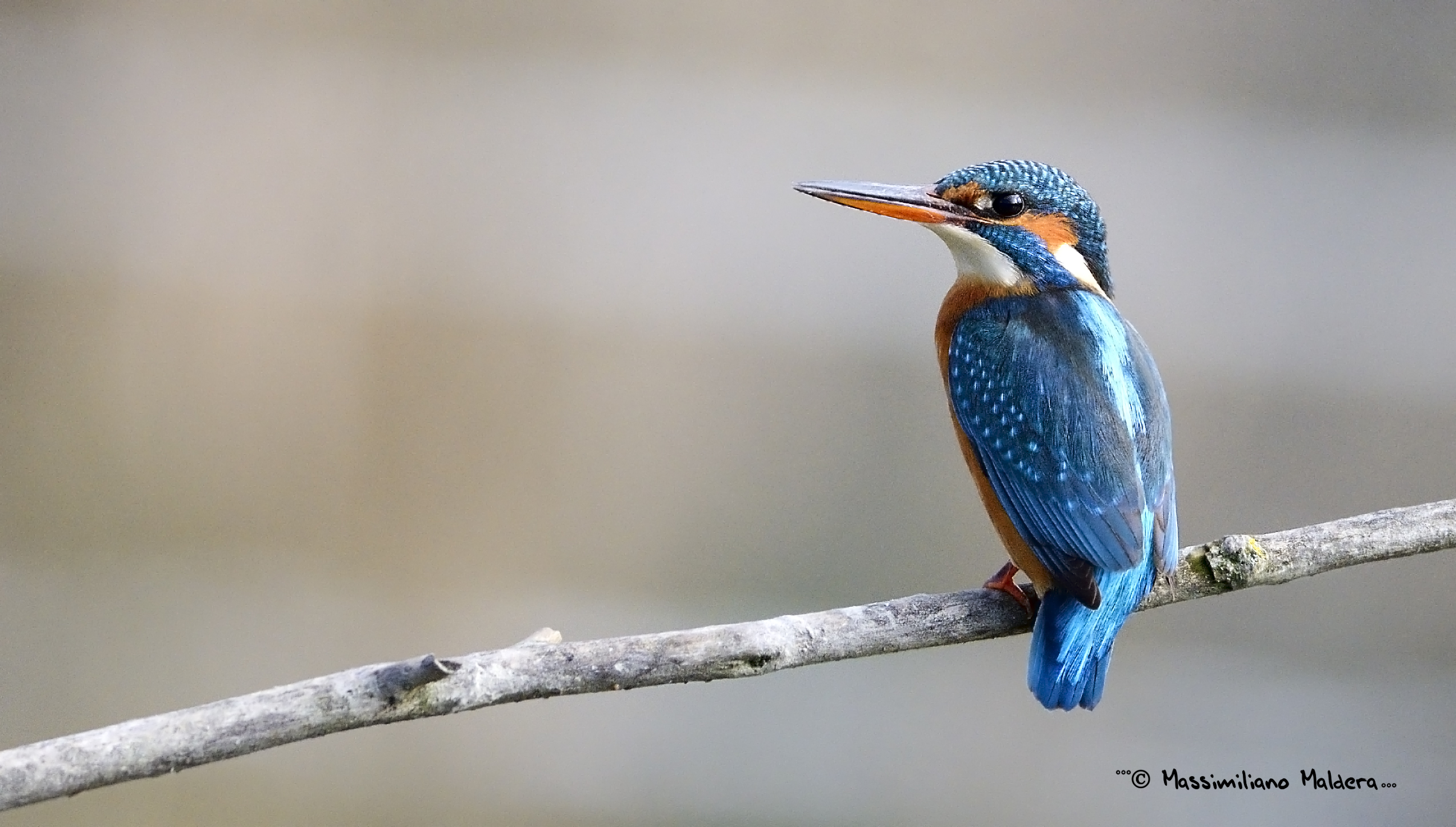 il mio secondo martino