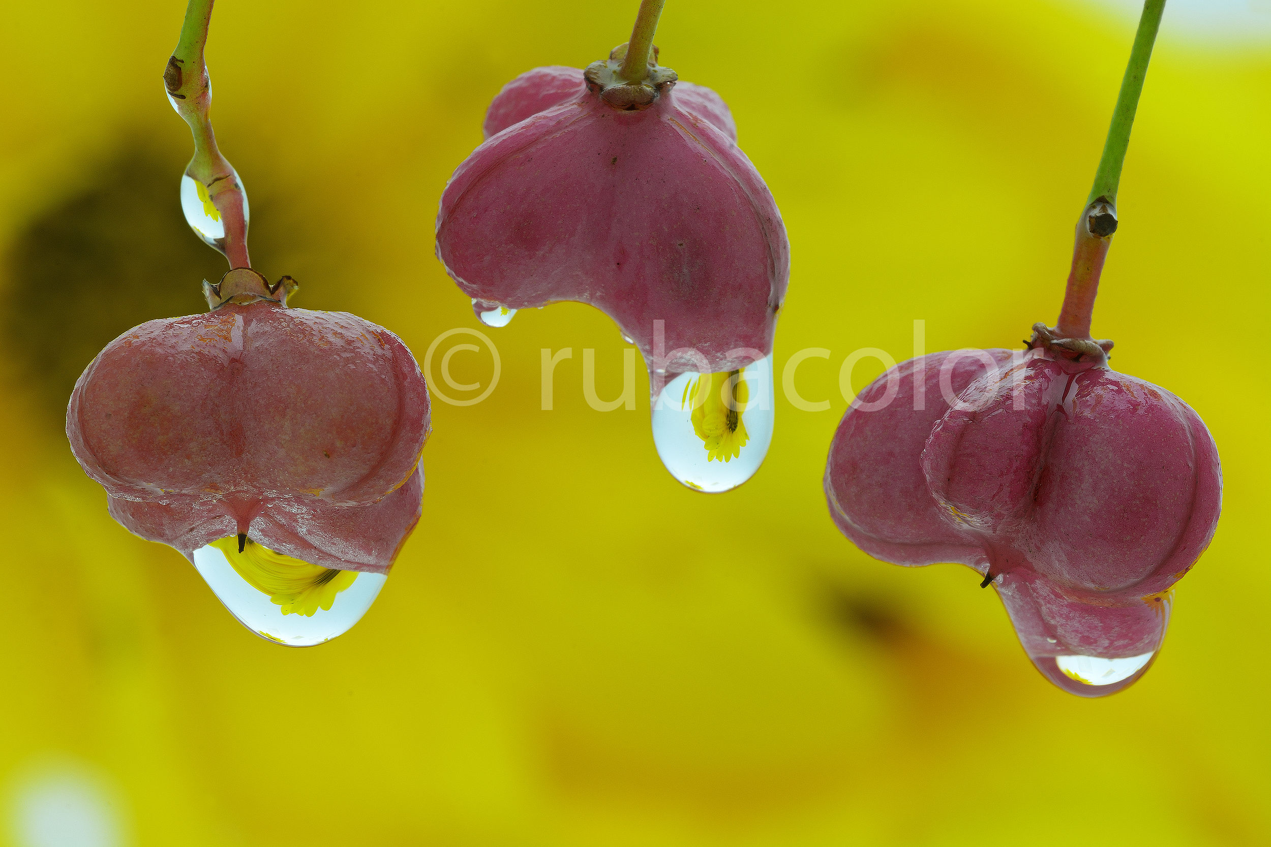 Cappello del prete (Euonymus europaeus)