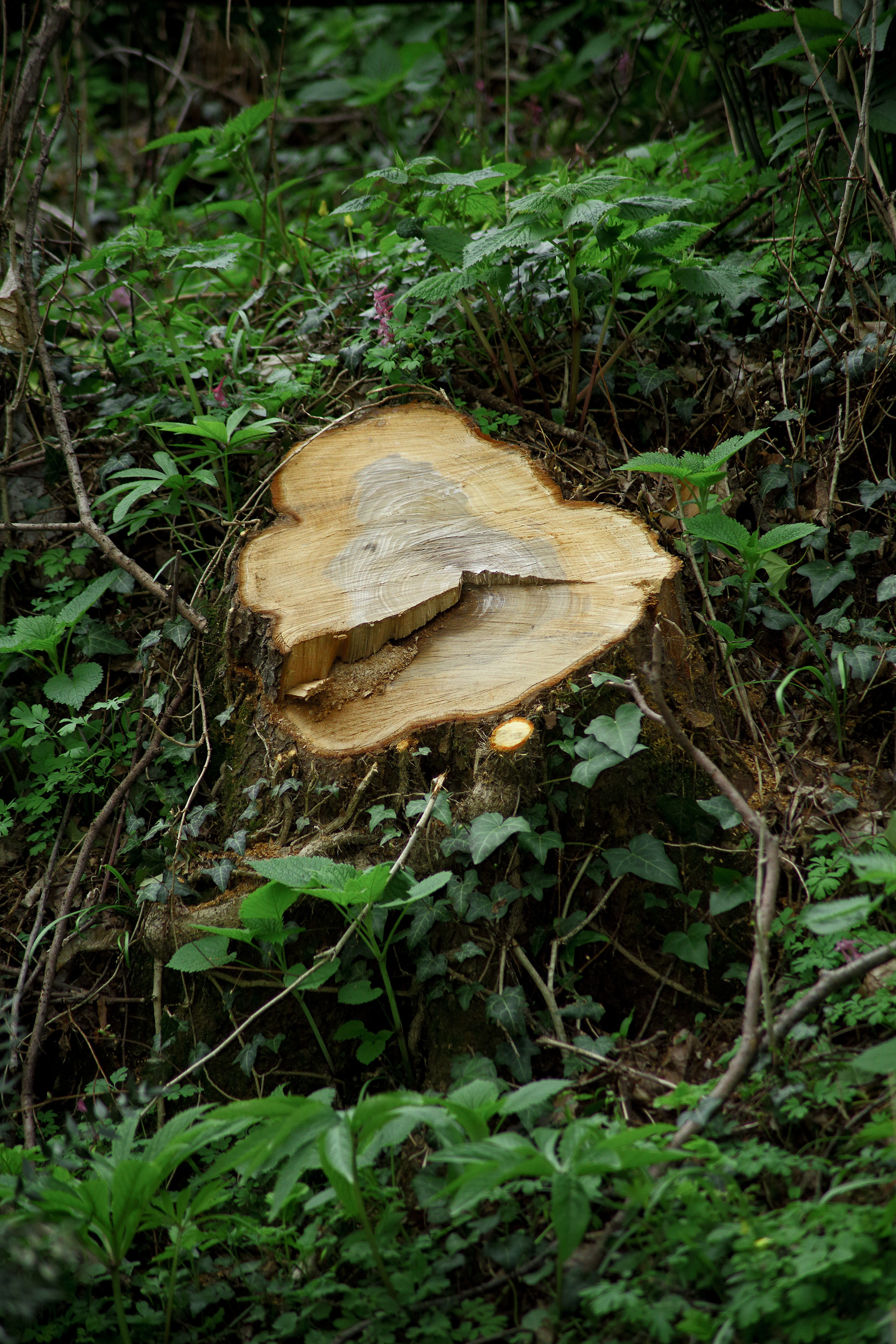 Where once there 'was the life ...